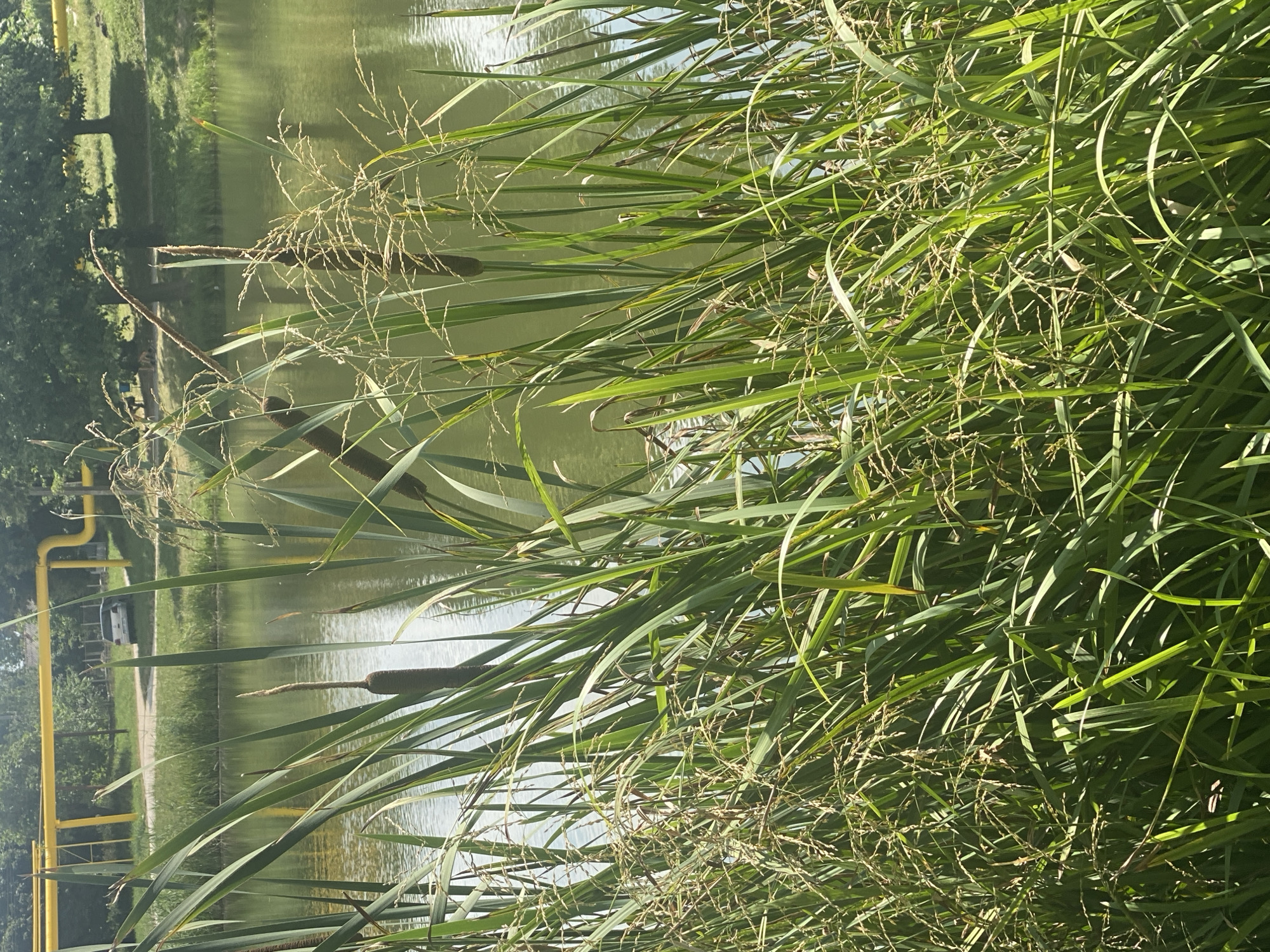 In Briceni, Moldova, a body of calm, green water is bordered by dense reeds and cattails. In the background, a white car is parked near a bright yellow pipeline structure, and trees with lush green foliage are visible under a bright sky. The foreground is dominated by the tall, green blades of reeds and cattails, with some seed heads visible. The overall scene depicts a natural setting adjacent to infrastructure, likely on a sunny day.
