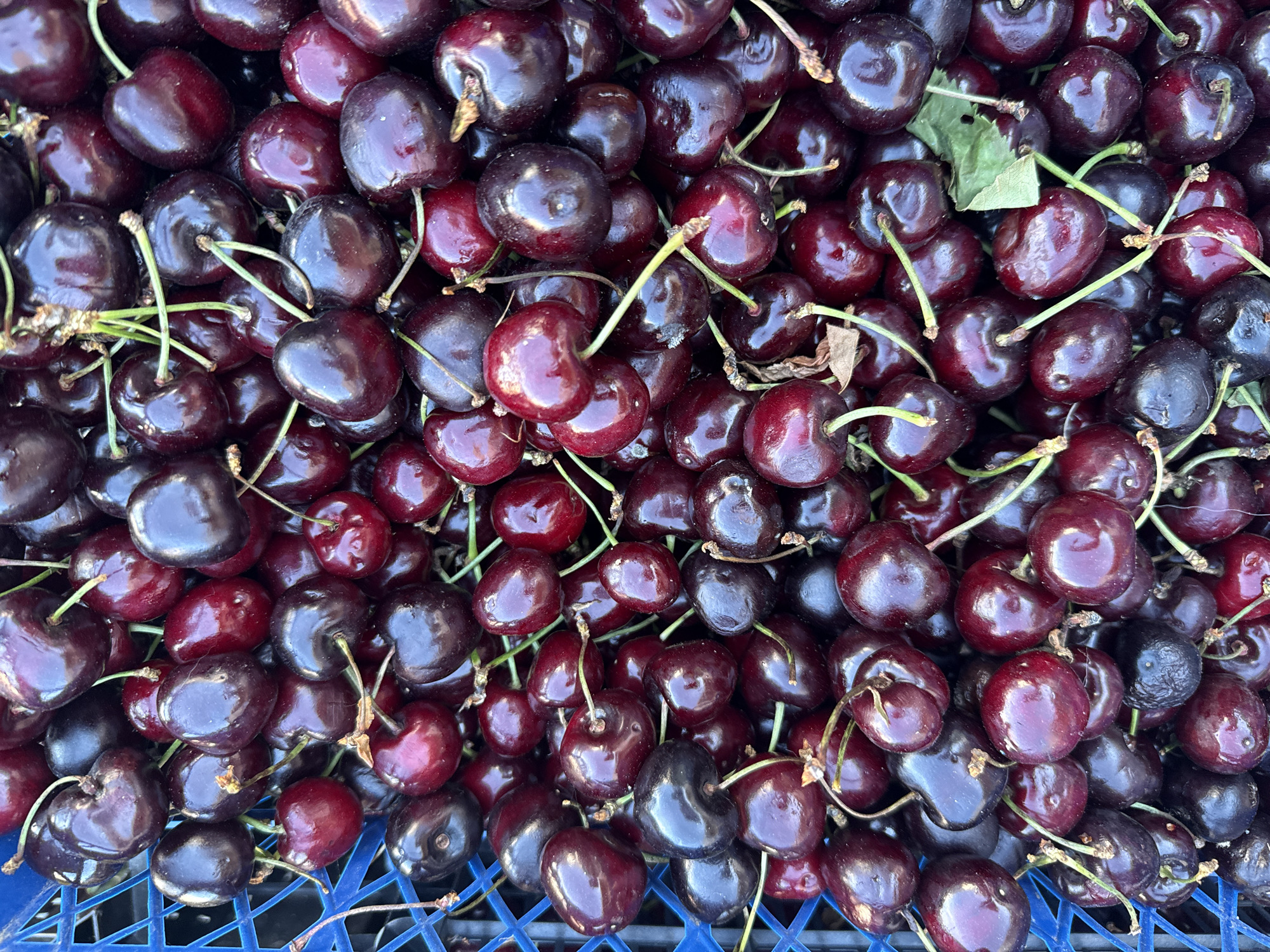 This media file is a close-up, top-down shot of a large pile of dark red cherries. The cherries are plump and ripe, with a glossy sheen that reflects the light. Many of them still have their green stems attached, some appearing slightly wilted. The cherries are packed tightly together, filling the entire frame. A few small green leaves are scattered among the fruit. The bottom of the frame shows a blue plastic crate, suggesting the cherries are being transported or stored. The lighting appears to be natural daylight, casting soft shadows and highlighting the textures of the cherries. There is no visible text or human presence. The scene evokes a sense of freshness and abundance, typical of a fruit market or harvest. Given the location context of Sozopol, Bulgaria, this image likely depicts cherries harvested or sold in that region, possibly during the summer season when cherries are in abundance.
