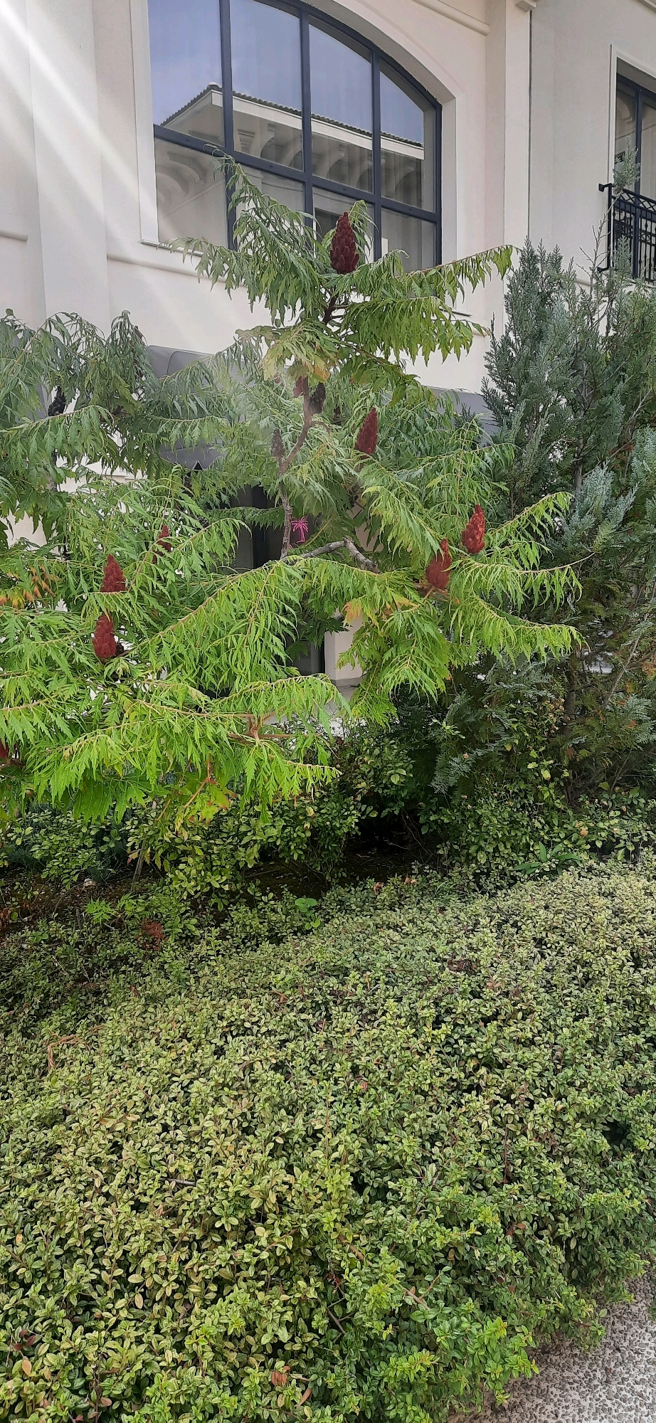 In the city of Varna, Bulgaria, this image captures a close-up of a tree with serrated green leaves and deep red, cone-shaped seed pods, possibly Staghorn Sumac. The tree is situated in front of a building with a large, arched window reflecting the sky and architectural elements. To the right of the tree, a darker green, coniferous plant is visible. The foreground is dominated by a dense ground cover of small, variegated green leaves, with glimpses of brown foliage and branches interspersed. The overall scene suggests an urban outdoor setting, likely a garden or landscaping area associated with the building. No people are visible in the image.