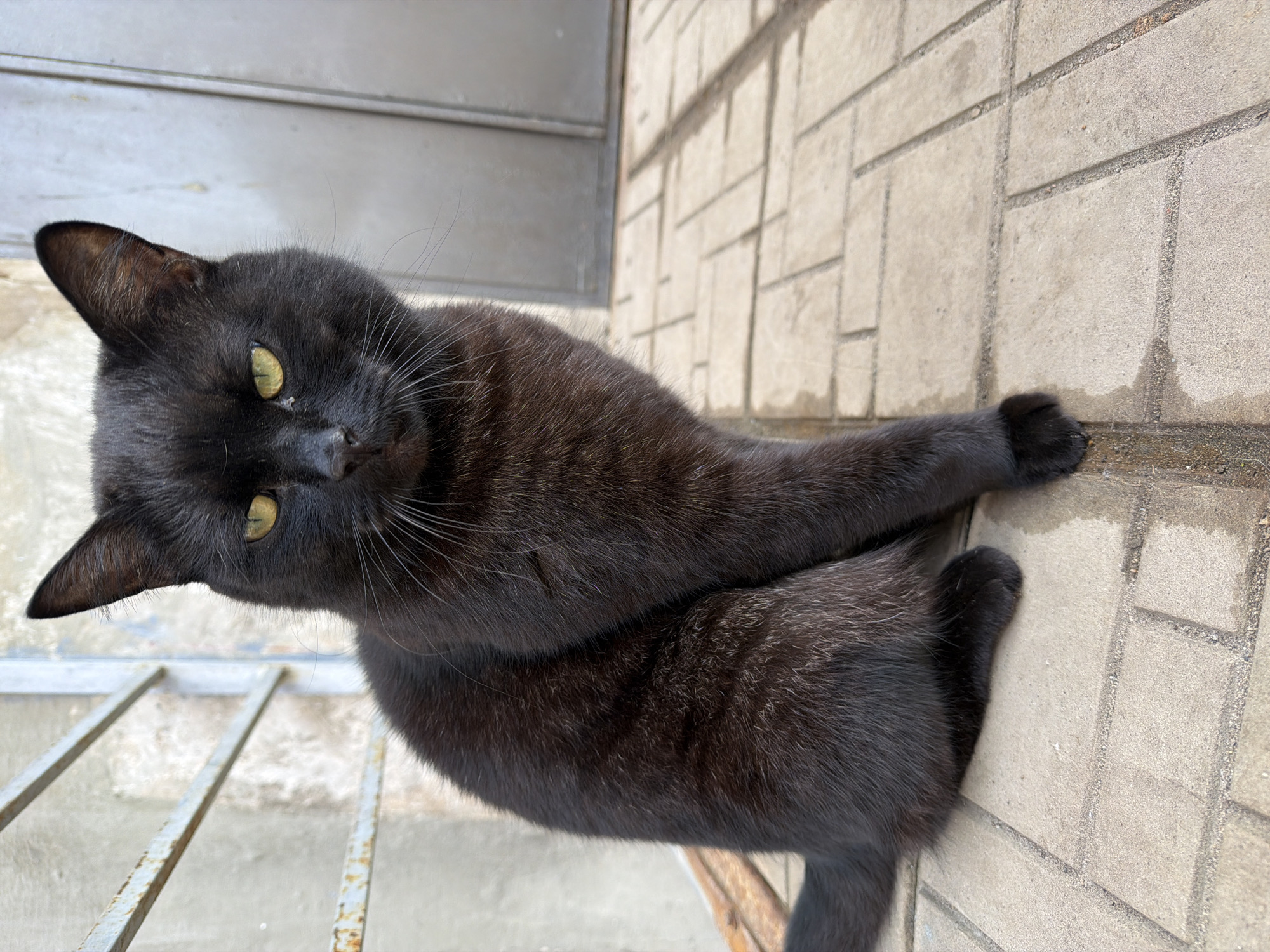 A black cat is lying on a gray tiled surface, partially extending one paw over the edge. The surface appears to be a sidewalk or patio area. A metal railing is visible on the left side of the image, suggesting a balcony or elevated area. The location appears to be Votkinsk, Russia, based on the geotagging, the image is set to be 90 degrees from where it would be if Votkinsk was on top.