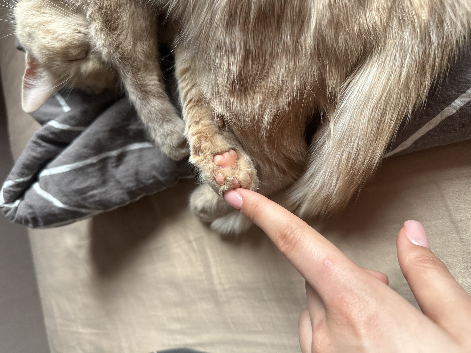 A close-up shot depicts a light-orange cat lying on a beige bed with a gray-and-white striped pillow. The cat is mostly out of focus but it is lying down. A human hand with manicured pink nails reaches out and touches one of the cat's pink paw pads. The location cannot be determined from the image.