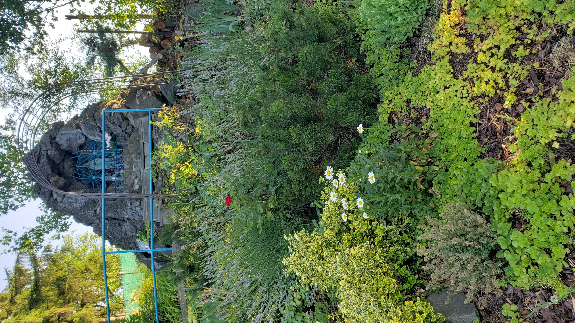The media file depicts a religious shrine nestled within a lush garden. The shrine is a man-made grotto with a rock facade, featuring a blue metal grate and a circular, blue latticed structure inside, which houses several small statues, likely of religious figures. A single red rose is visible in the foreground, near a dense planting of lavender. White daisies are also scattered throughout the scene, adding pops of color to the greenery. A small evergreen tree, possibly a pine, is positioned centrally. The garden also includes ground cover plants with vibrant green and yellowish-green foliage. In the background, mature trees and a curving metal structure, possibly part of an arbor or trellis, are visible. The lighting suggests it is daytime, with sunlight filtering through the trees and illuminating parts of the garden. The overall mood is peaceful and serene, characteristic of a garden setting. The location context provided is Prešov, Slovakia.
