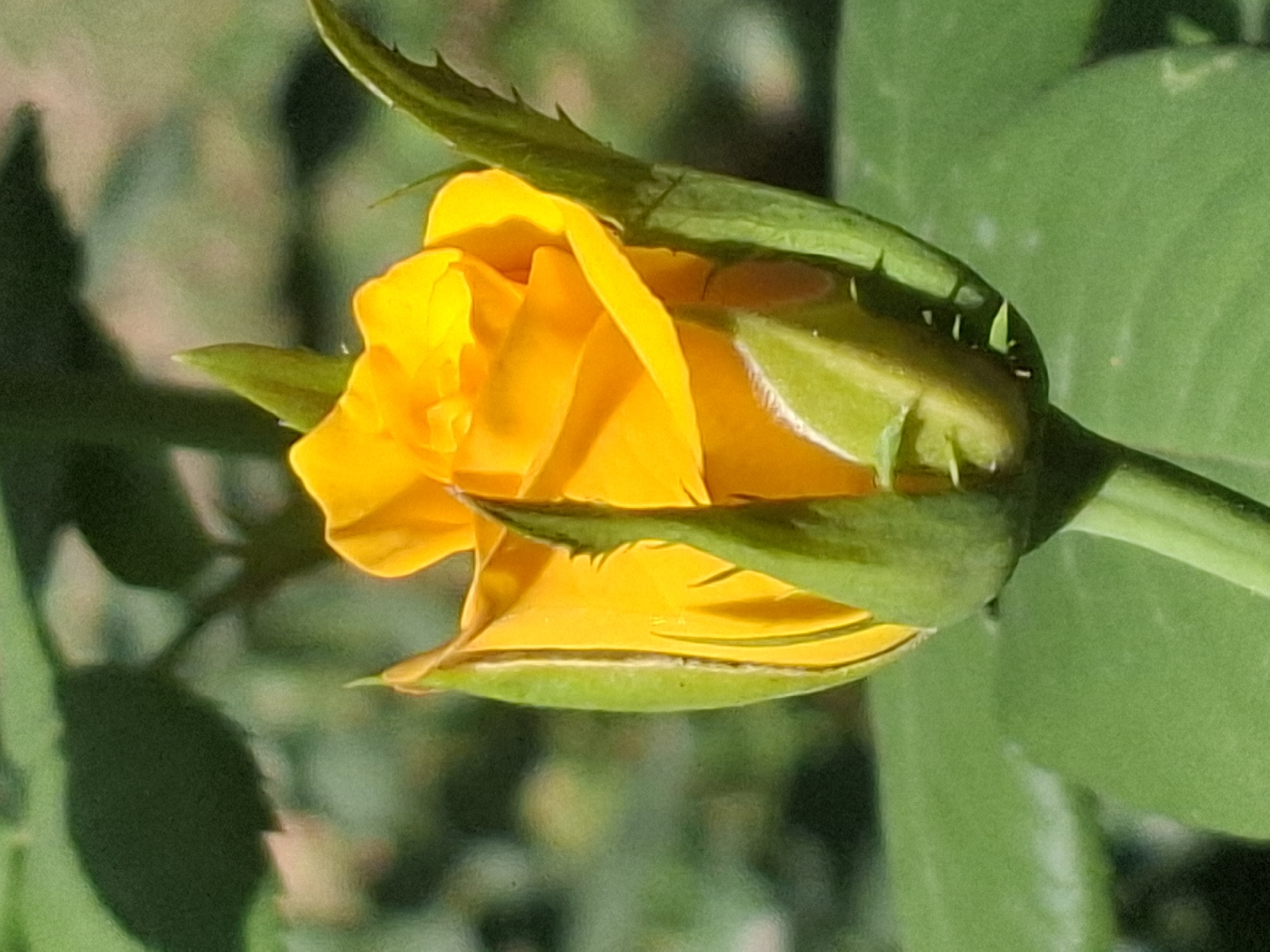 A close-up, portrait-oriented, low-angle shot captures a partially opened yellow rosebud. The rosebud is centrally located, with its vibrant yellow petals peeking out from tightly furled green sepals. The sepals are pointed and have a thorny texture. The background is softly blurred, with dappled green foliage suggesting a garden setting. Sunlight illuminates the rosebud, highlighting its delicate texture and form. There are no people visible in the image. The image is a photograph of a rose in Almaty, Kazakhstan.