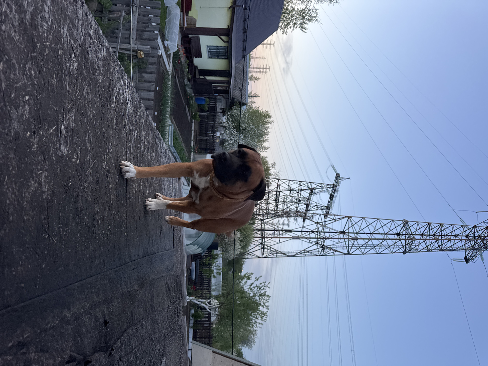 A brown Boxer dog stands on a dark, flat surface, likely a roof or elevated platform, in what appears to be a residential area in Chaikovsky, Russia. The dog faces slightly towards the left of the frame with white paws. In the background, there's a mix of residential buildings, greenery including trees, a metal utility pole tower, and overhead power lines against a light blue sky, hinting at either dusk or dawn. A wooden fence separates the dog from the landscape. The overall scene conveys an ordinary neighborhood setting in Chaikovsky.