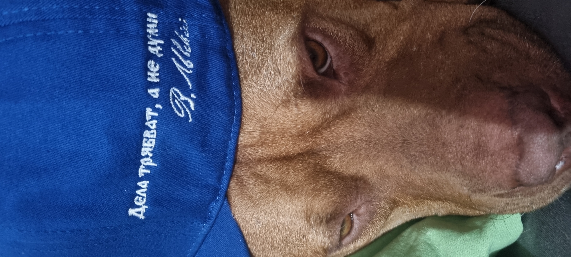 The image shows a close-up of a brown dog lying down. A blue cap partially covers the dog's head. The cap has white writing in Russian: "Дела трявват, а не думи. В. Левски.".