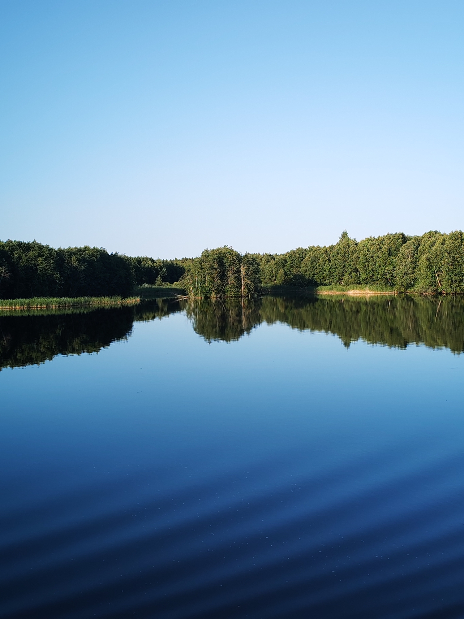 A serene landscape captures a tranquil body of water reflecting a clear, light blue sky and a lush, verdant forest lining the distant shore. The water's surface is mostly calm, with subtle ripples creating delicate wave patterns in the foreground, appearing as diagonal streaks of light and shadow. The dense foliage of the forest, composed of various shades of green, forms a thick band across the horizon, with a few taller trees interspersed among the shorter ones. The reflection of the trees and sky in the water is a near-perfect mirror image, adding to the sense of stillness and natural beauty. The overall impression is one of peacefulness and natural harmony, suggesting a quiet, perhaps early morning or late afternoon, setting in a rural or natural environment. The location is identified as Kurdiug, Russia. There is no visible text in the image.