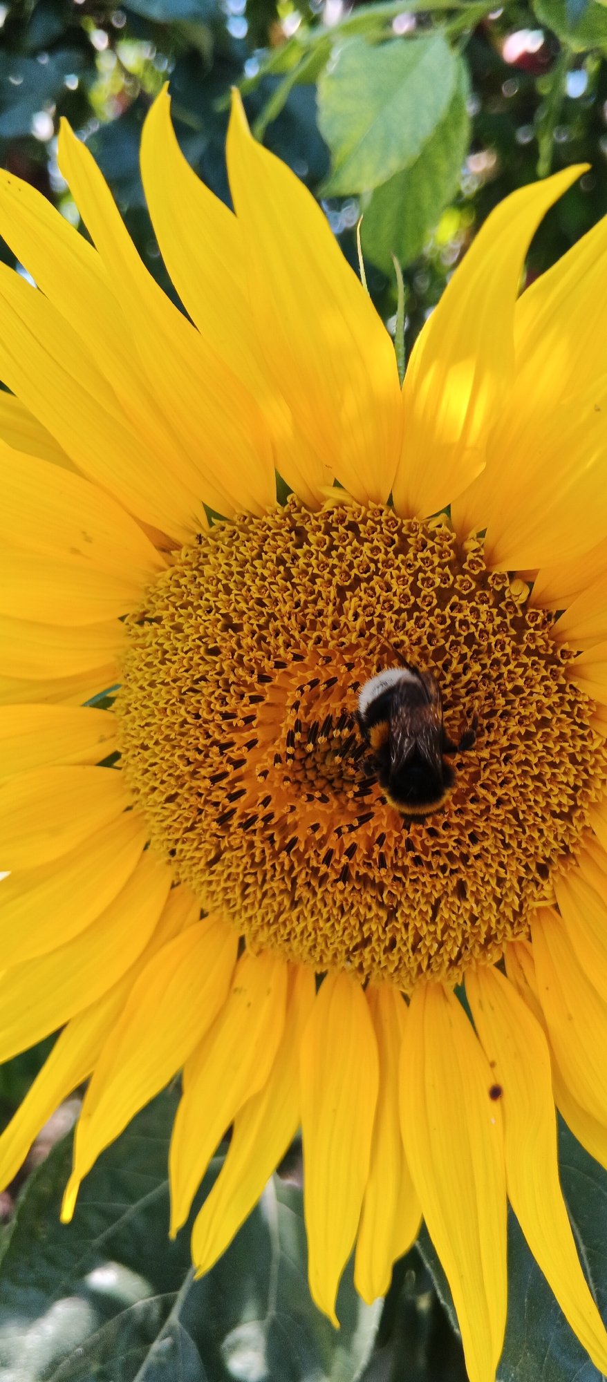 A close-up, vertical shot captures a bumblebee on the center of a vibrant sunflower in Smila, Ukraine. The sunflower's bright yellow petals radiate outwards, framing the intricate brown and yellow florets where the bumblebee is actively foraging. The bee, with its fuzzy black and yellow stripes, is positioned slightly off-center, engrossed in its task. In the background, out-of-focus green foliage suggests an outdoor, natural setting, likely a garden or field within the city. The lighting indicates it is daytime, with sunlight illuminating the sunflower and casting soft shadows.
