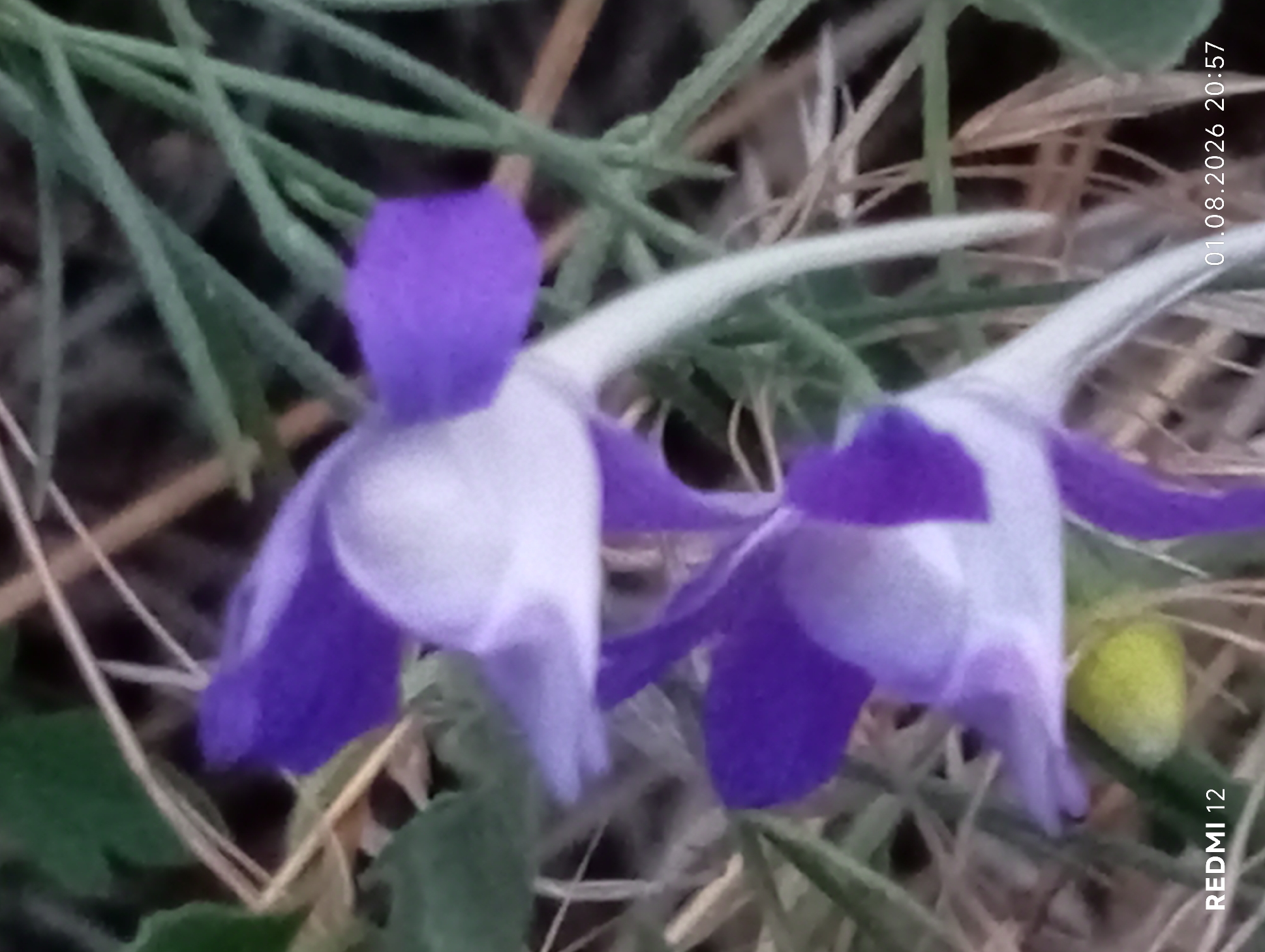 A close-up, blurred photograph shows two purple and white flowers with green stems and leaves in a natural outdoor setting. The image also contains text overlayed at the bottom left reading "REDMI 12" and at the bottom right reading "01.08.2026 20:57". The environment suggests a garden or park. The location is Smila, Ukraine.