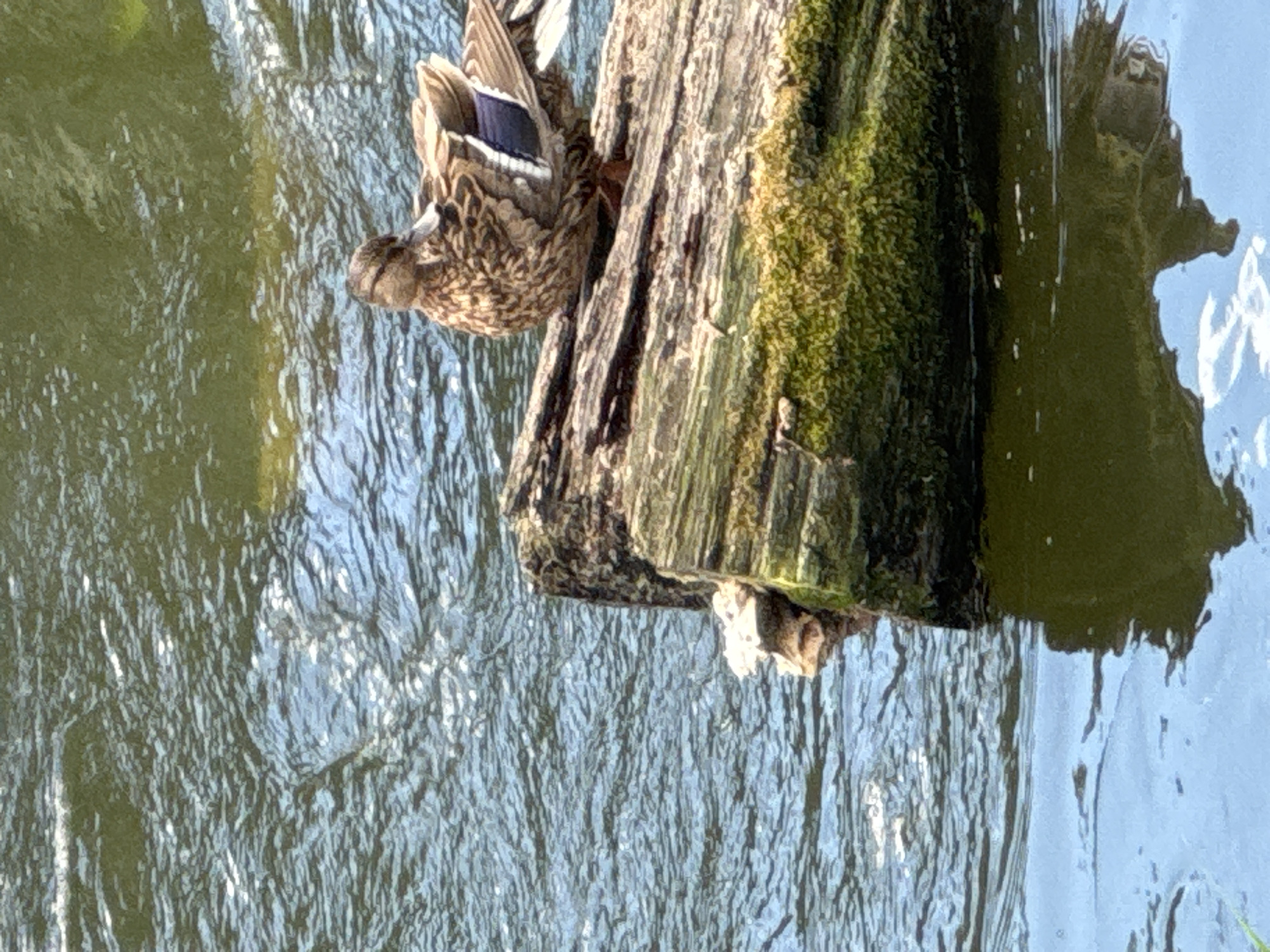 The image shows a mallard duck perched on a moss-covered log in the water. The duck, with its brown and white speckled plumage and a hint of blue on its wing, is partially turned away from the camera, facing towards the right. The log is rough and textured, with visible grain and patches of vibrant green moss clinging to its surface. The water surrounding the log is a mixture of green and blue hues, reflecting the surrounding environment and the sky, with ripples indicating gentle movement. The overall impression is one of a peaceful natural scene, likely captured during daylight hours given the bright reflections and illumination. No people or text are visible in the image.