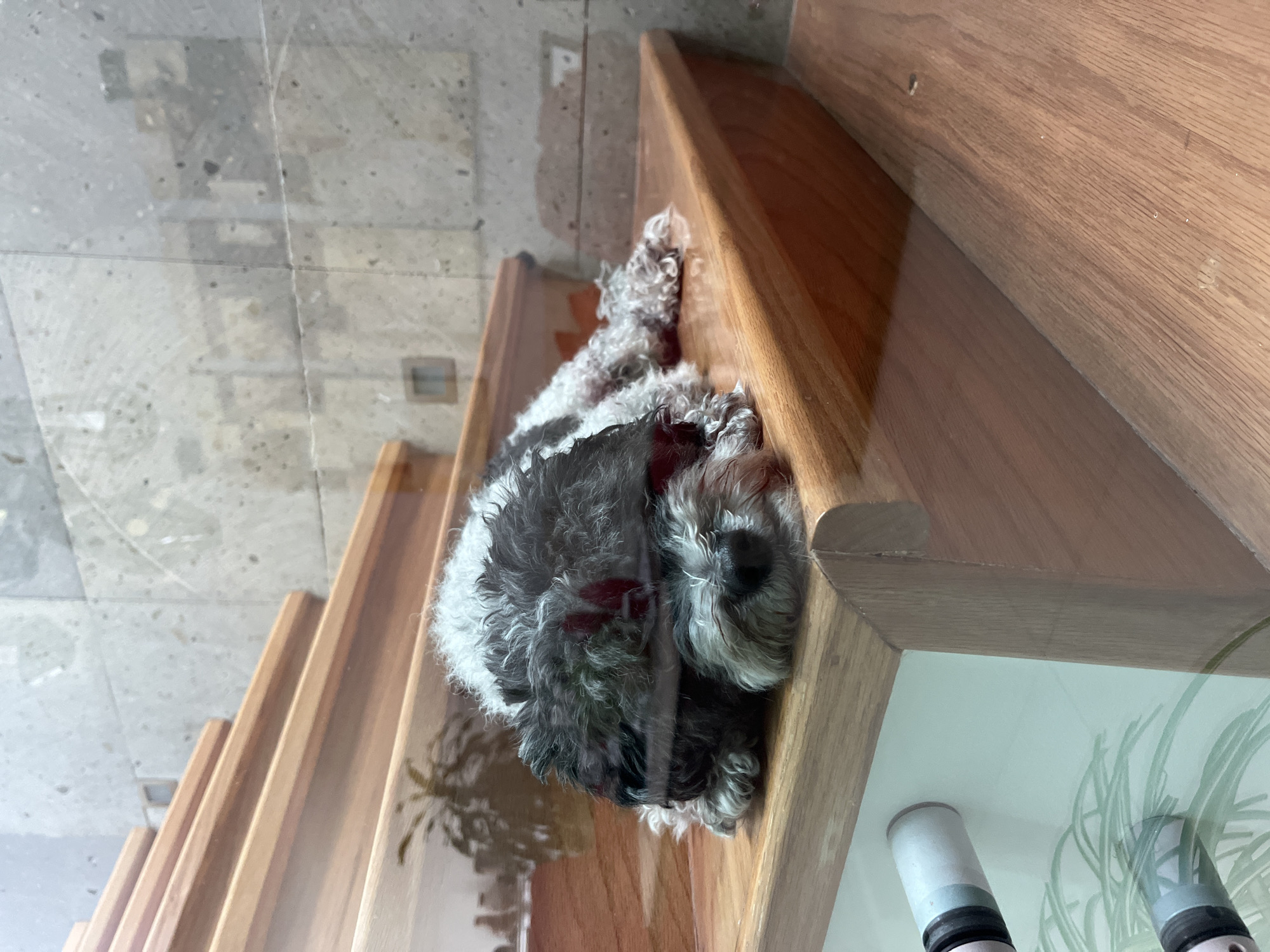 A small, fluffy dog, predominantly black and white with some graying fur, is depicted lying prone on the bottom step of a wooden staircase. The dog's head is resting on its front paws, facing forward with its eyes seemingly closed, indicative of sleep or deep rest. The image is captured through a transparent pane, likely glass, evidenced by visible reflections. These reflections include a distinct silhouette of a potted plant with palm-like fronds and less defined architectural shapes, possibly buildings or structures, appearing behind and above the dog. The staircase features multiple steps of polished light-brown wood, each with rounded edges, ascending towards the upper left. Behind the dog and the staircase, a vertical wall constructed from light gray, speckled rectangular tiles is visible. In the lower-left foreground, behind the transparent barrier, partial views of white cylindrical tubes with black bands and some green, linear elements, possibly artificial plants, are present. The environment appears to be an interior space, described as being in the city of Barrio de Nuevo León, Mexico.