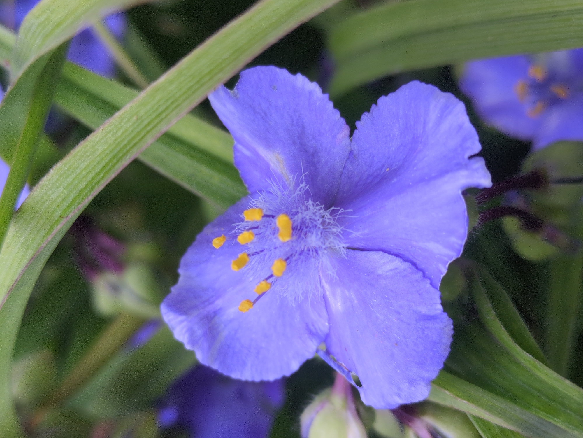 A close-up, eye-level, vertical shot shows a vibrant purple flower with yellow stamens, set against a blurred background of green leaves and other purple flowers. The flower's petals are a delicate shade of purple, with fine veins visible. The stamens are a bright yellow, clustered in the center of the bloom. The surrounding foliage is a rich green, with some of the leaves appearing blurred and out of focus, creating a shallow depth of field. The image is well-lit, highlighting the colors and textures of the flower. There is no indication of the city of Kulebaki, Russia, or any other specific location in the image.
