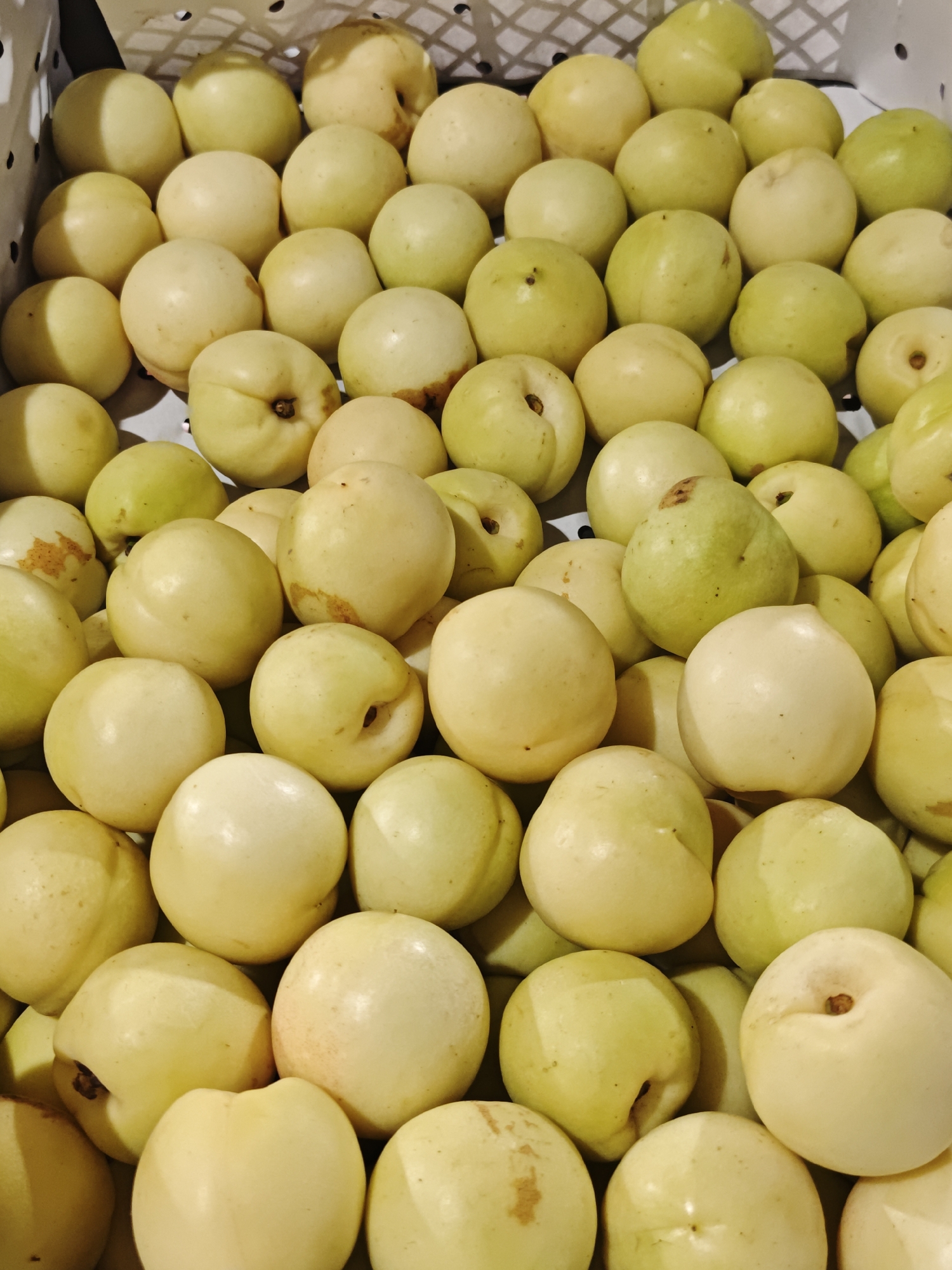A close-up, overhead view shows a full frame of light green, oval-shaped fruits, possibly guavas or jujubes, packed tightly in a white, perforated plastic crate. The fruits are of varying shades of pale green and yellow, with some exhibiting small brown blemishes. The crate's texture is visible in the background. The image was taken in the city of Shcherbinka, Russia, with no people or actions depicted.
