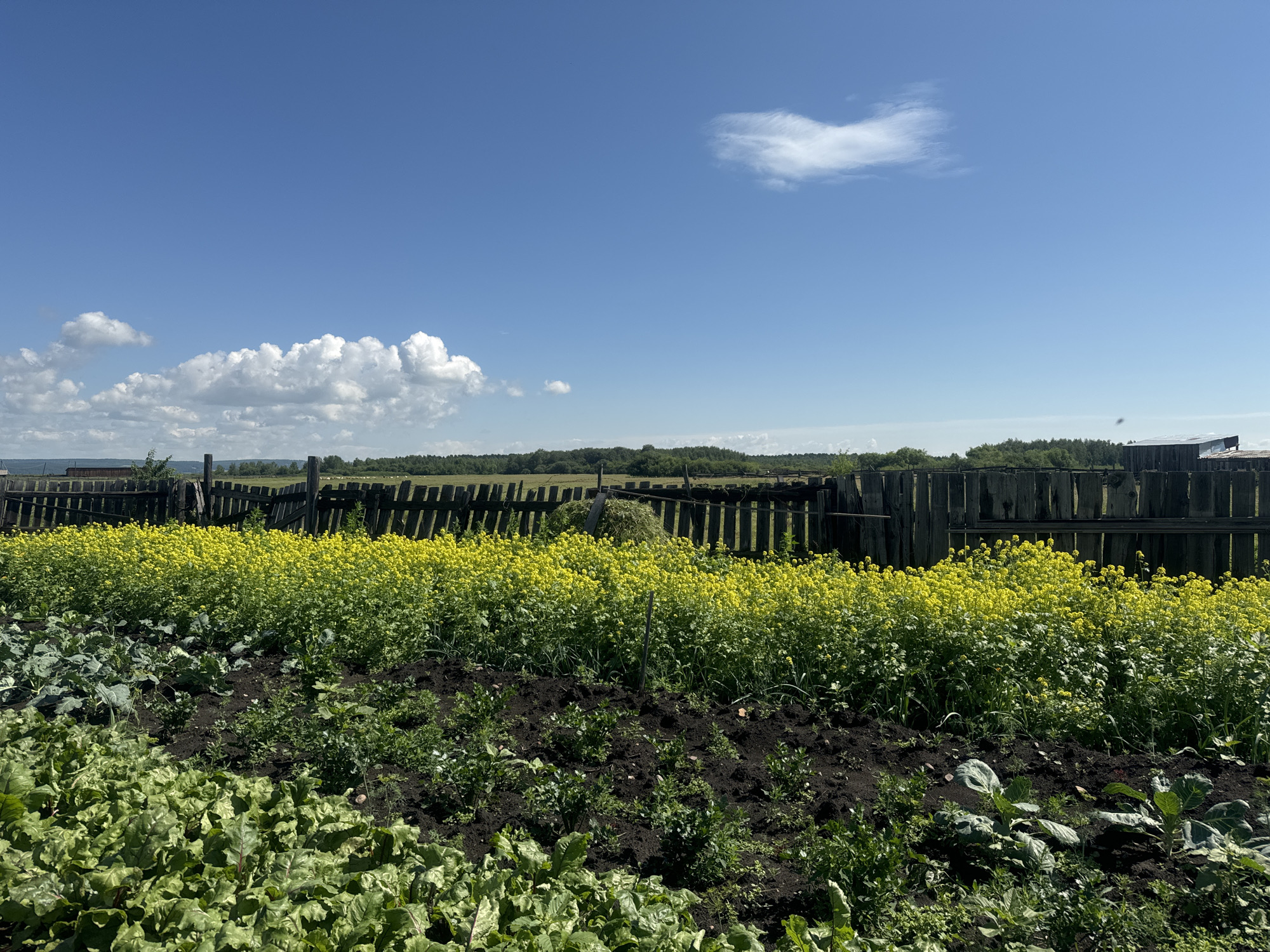 The image shows a rural garden in Maksimovshchina, Russia. In the foreground, there are several rows of vegetables, including leafy green plants like beets and cabbage, and darker soil where other crops are growing. Behind the garden, a dense field of bright yellow flowers stretches across the scene. A weathered wooden fence runs horizontally behind the flowers, separating the garden from a line of trees in the distance. The sky is a vibrant blue with a few white clouds scattered across it. The overall impression is one of a sunny, rural summer day.