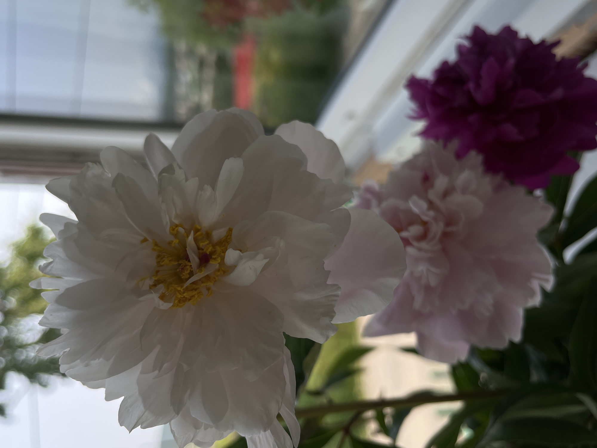 The image shows a close-up of three peonies, white, pink, and dark pink, in front of a window. The background, seen through the window, is blurred and suggests an outdoor environment with foliage and buildings. The light suggests it is daytime. The peonies are the primary subjects, filling most of the frame. The arrangement appears to be indoors, possibly on a windowsill, given the presence of a window frame. There is no visible indication of the city of Petropavlovsk-Kamchatsky, Russia.