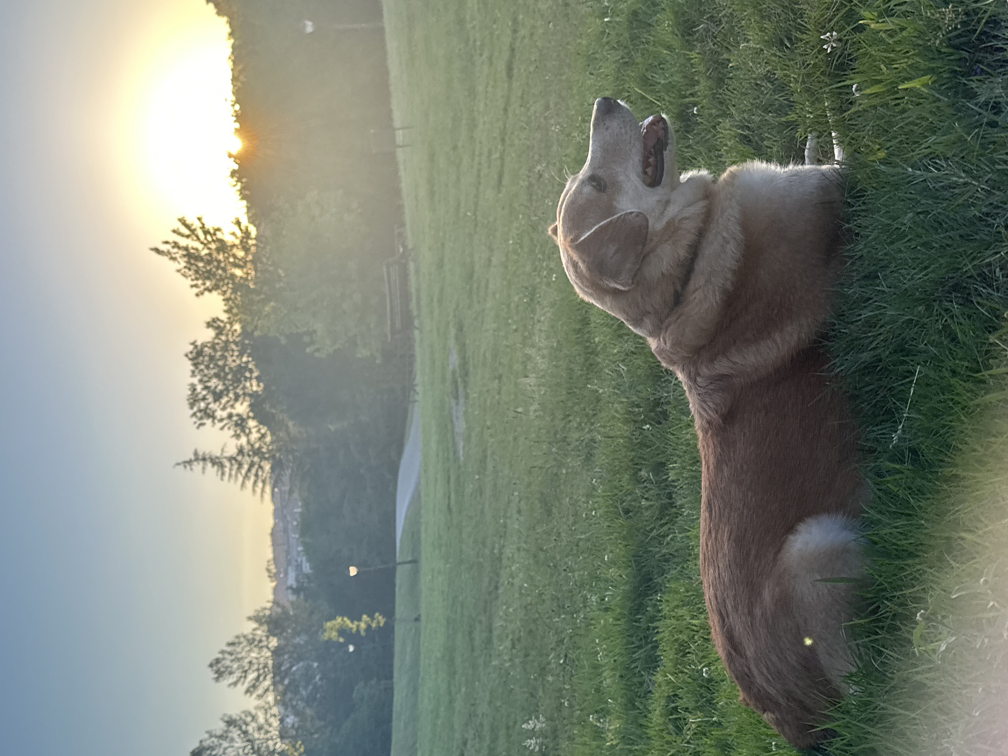 The image shows a medium-sized, light brown dog lying in a grassy park at sunset. The dog is facing to the right, with its mouth slightly open and its tongue visible. The background consists of trees, a path, streetlights, and a bright sun low on the horizon. The park appears to be in a suburban or urban area, with hints of buildings visible in the distance. The overall scene conveys a sense of calm and tranquility.
