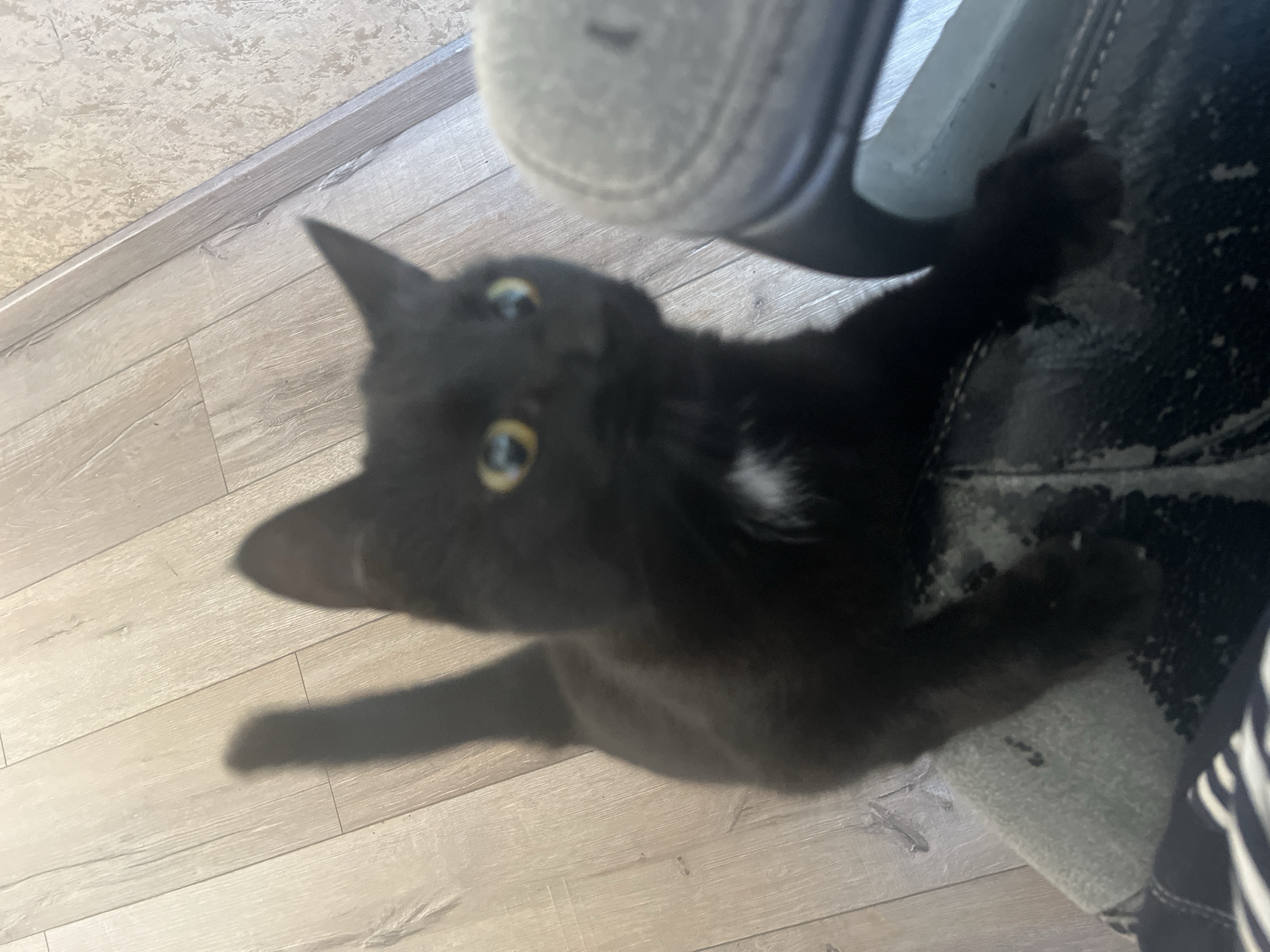 A black kitten with yellow eyes and a small white patch on its chest is captured in a vertical, eye-level shot. The kitten is on a wooden floor and appears to be reaching up towards a dark gray upholstered object, possibly a chair or couch. Its front paws are resting on the object. The background shows a light-colored wall with a textured pattern. The lighting suggests it is daytime. There is no discernible information about the city of Vladimirovka, Russia.