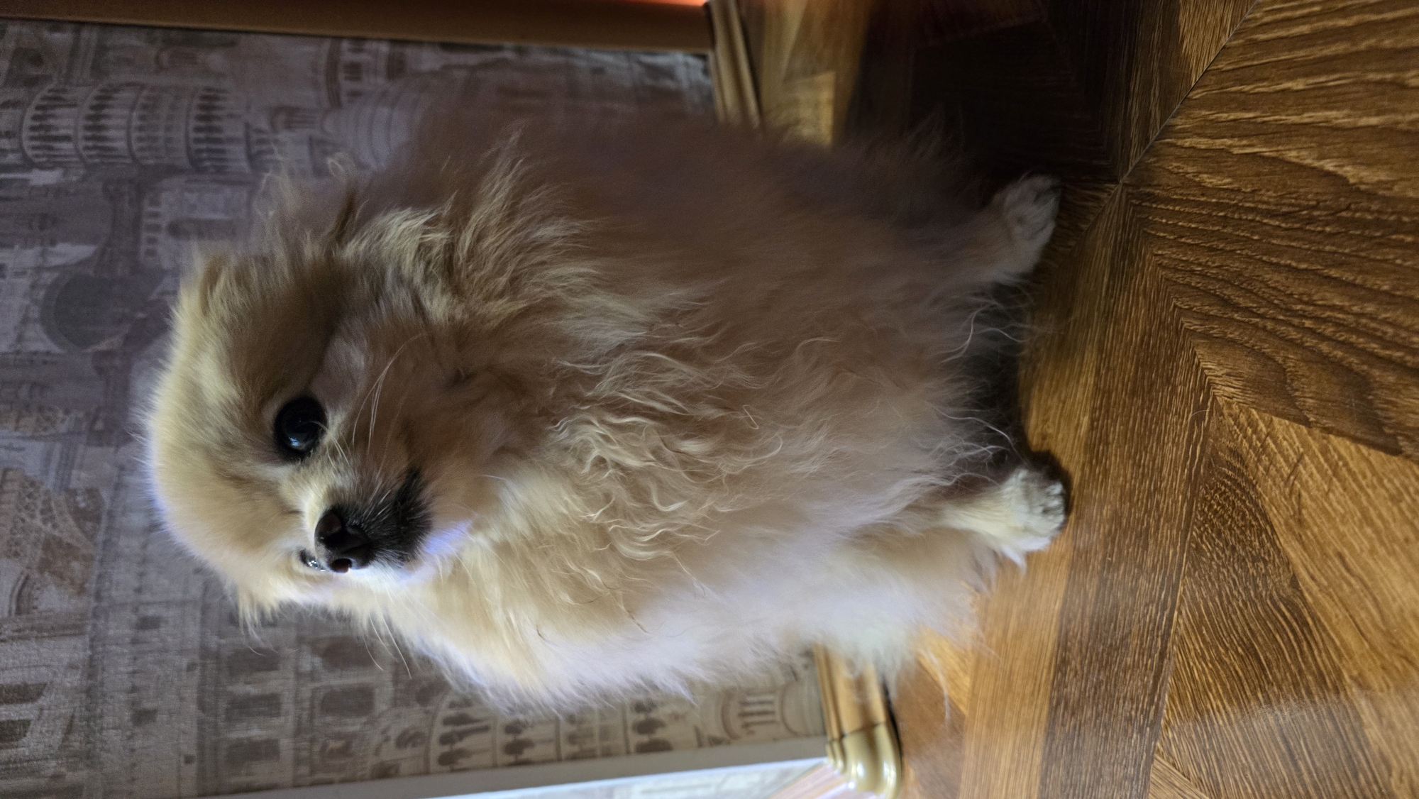 A light-colored Pomeranian dog sits on a wooden floor with a patterned wallpaper in the background. The dog is facing left, with its head slightly tilted up and to the right. Its fur is fluffy and light brown. The wooden floor has a parquet pattern. The wallpaper features an image of buildings, possibly landmarks, in muted colors. The environment appears to be indoors, with artificial lighting. No specific location in Верхнеказымский, Russia, can be identified from the image.