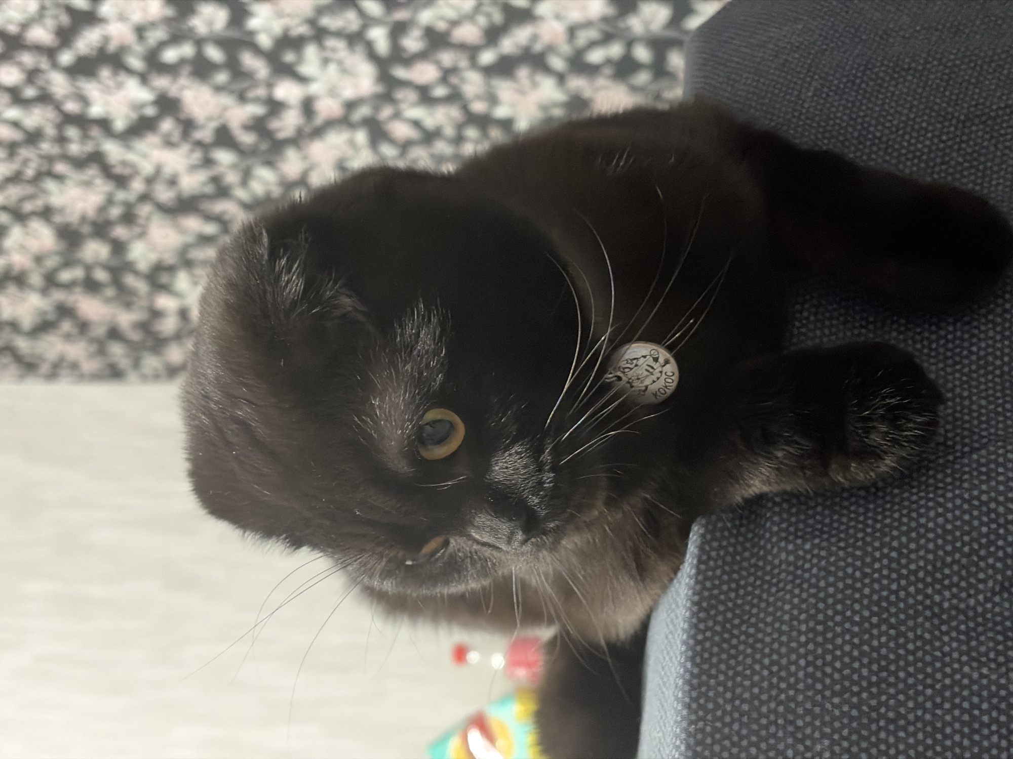 A black cat with golden eyes is perched on the edge of a dark blue or gray upholstered chair. The cat is looking down and to the left. It has a white name tag on its collar that reads "KOKOC" in Cyrillic letters. The cat's paw rests on the chair's edge. In the background, there is a wall covered with a black and white floral wallpaper. Below the cat, and slightly out of focus, there are colorful objects, likely toys or wrappers, on a light-colored surface. The cat is located in the city of Chaikovsky, Russia.