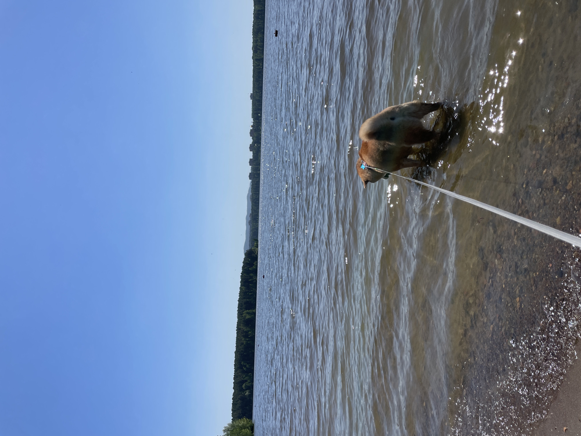 The image, taken during daytime, captures a brown and tan dog with a blue collar or harness standing in shallow, clear water at what appears to be a lake or riverbank. A white leash extends from the dog out of view to the right, suggesting an unseen owner. The dog's head is lowered, indicating it might be drinking, sniffing, or playing in the water.
The sun is bright, creating numerous sparkling reflections on the surface of the water, which extends broadly into the mid-ground. A distinct treeline, possibly with distant structures or low hills, marks the far bank of the body of water. The sky above is a clear and unblemished light blue. The scene depicts a serene, sunny day in a natural setting. The location of this tranquil moment is Zheleznogorsk, Russia. There is no visible text in the image.