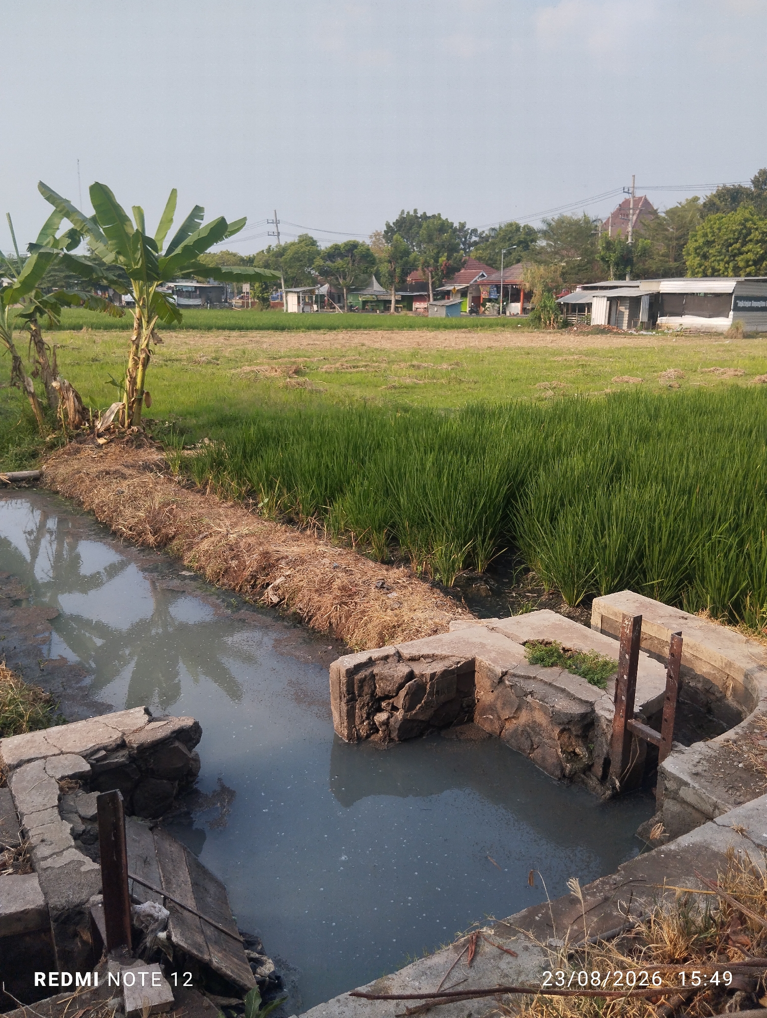 The image captures a rural scene in Madiun, Indonesia, likely a rice paddy area. In the foreground, a body of murky, stagnant water is contained by concrete structures, some of which appear dilapidated. A rusty metal gate or sluice is visible within the concrete structure. Dry vegetation, possibly rice straw, lines the edge of the water. To the left, a banana tree with large leaves stands beside the water channel. Behind this, a vibrant green rice field stretches towards a backdrop of houses and trees under a clear sky. Power lines are strung across the horizon, indicating the presence of infrastructure. The overall impression is one of agricultural land integrated with a small settlement. The timestamp "23/08/2026 15:49" is present in the bottom right corner, along with "REDMI NOTE 12" in the bottom left, suggesting the image was captured by a Redmi Note 12 phone on that date and time. No people are visible in the image.