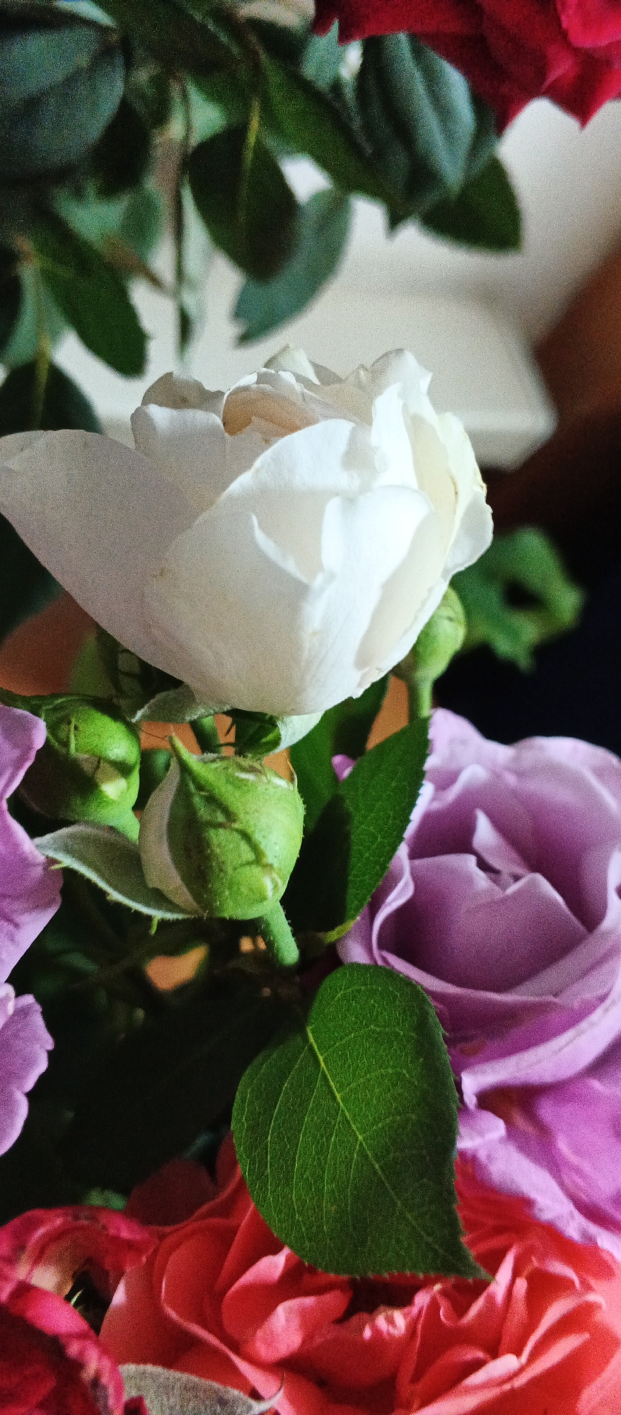 The image is a close-up, vertical shot of a bouquet of roses. The dominant subject is a partially opened white rose in the center-left of the frame. To its left and slightly below are several green rosebuds. To the right and below the white rose, a blurred purple rose is visible, and a portion of a pinkish-red rose is at the bottom. Lush green leaves are interspersed throughout the bouquet. The background is softly blurred, with hints of a warm, muted light. The setting does not provide any specific indicators of its location within the city of Smila, Ukraine, or any other identifiable geographic context. There are no people or actions depicted in the image.