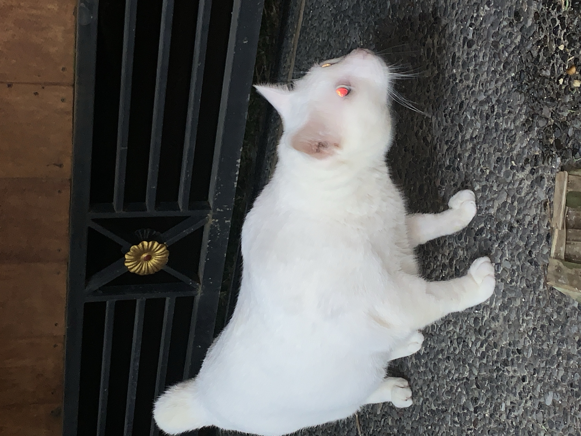 A white cat with bright red eyes is positioned in the center of the frame, looking upwards and to the right. The cat's fur appears soft and clean. Its ears are pointed, and its whiskers are prominent. The cat is sitting on a ground covered with small, dark gray pebbles, typical of a paved walkway or yard. To the left of the cat, there is a black metal gate with vertical bars and a decorative circular golden embellishment with a red center. Beyond the gate, a textured wooden surface is visible, possibly a wall or door. The scene appears to be outdoors, with the lighting suggesting it is daytime. The red eyes of the cat are a striking feature, possibly due to a camera flash or natural lighting conditions reflecting off its tapetum lucidum. The overall impression is a candid shot of a domestic animal in a residential or public outdoor space.