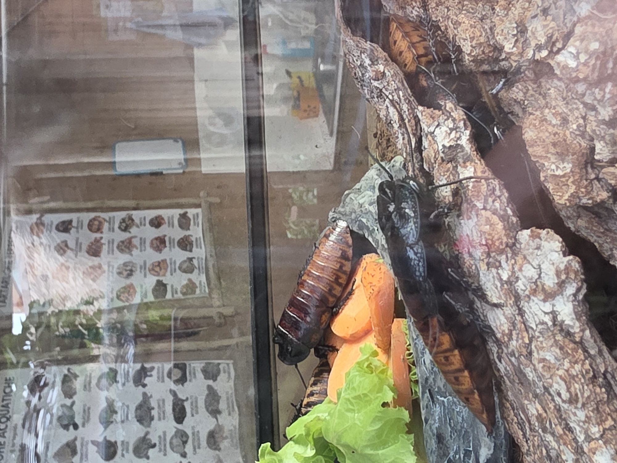 The image shows a close-up view of several large Madagascar hissing cockroaches inside a glass enclosure. The cockroaches are dark brown with reddish-orange markings. One cockroach is positioned on top of sliced carrots and lettuce, while others are on textured bark. In the background, posters depicting various species of turtles are visible on a wall. The enclosure appears to be part of an exhibit at a zoo or aquarium. The context provided suggests this scene is located in Bussolengo, Italy, likely at the Parco Natura Viva zoo.