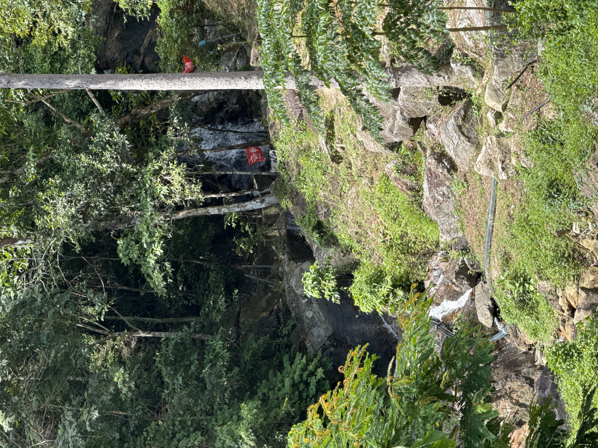 The image shows a view of a rocky, forested hillside with a small waterfall cascading down. Lush green vegetation covers the rocks and ground. A large, light-colored tree trunk is prominent in the right foreground. Two red flags are visible on the hillside, one hanging from a tree and another attached to a pole further up. The waterfall is partially obscured by trees and rocks. The scene suggests a natural environment, possibly a park or recreational area. The image is likely taken in Kamala, Thailand, given the context provided.