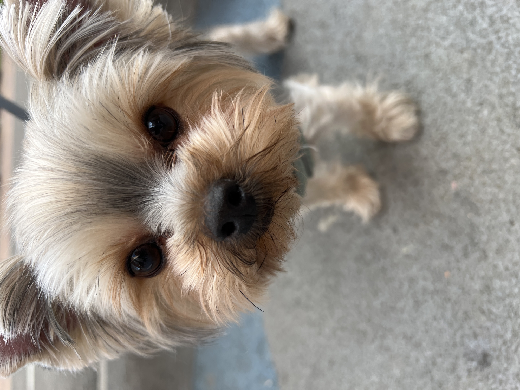 A small dog with light brown and grey fur is looking upwards at the camera. The dog's face is centered in the frame. The dog's nose is black and shiny. The background is a blurry gray surface. There is no indication of the location being Krasnodar, Russia.