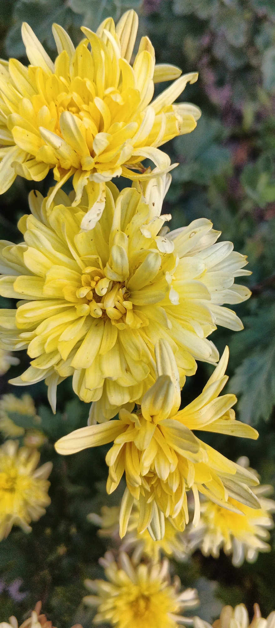 This is a close-up, vertically oriented photograph of several yellow chrysanthemums. The flowers are in various stages of bloom, with dense petals radiating outwards. The background is a blurred mix of green foliage and darker tones, suggesting an outdoor garden setting. The image does not provide any information that would allow for the determination of its location in the city of Smila, Ukraine, nor does it depict any people, actions, or interactions.