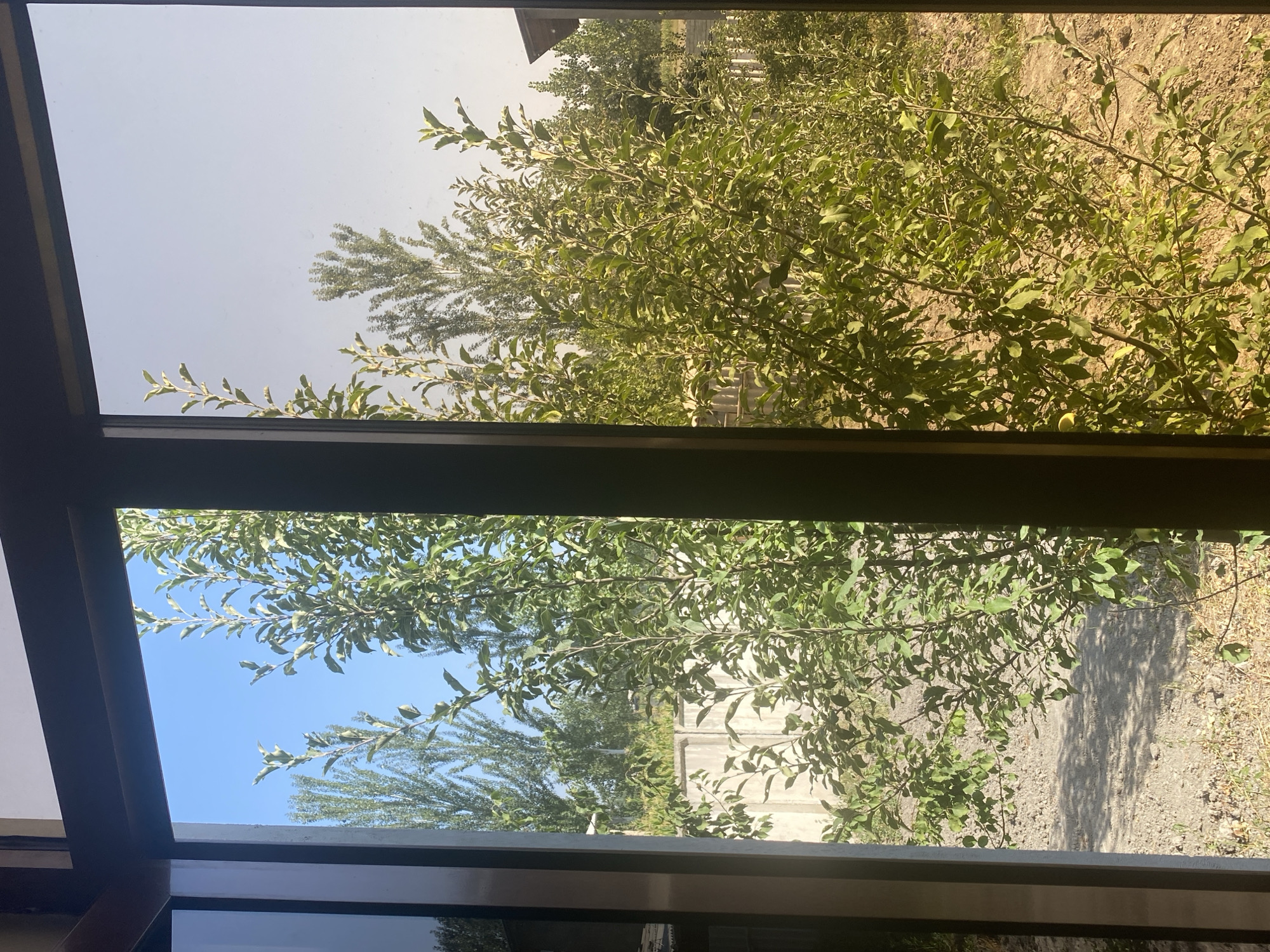 A wide-angle, outdoor, eye-level shot shows a view through a large window. The window is divided into two panes by a thick vertical frame. The left pane, through which a bright blue sky is visible, reveals a verdant tree with green leaves in the foreground. Behind the tree, a light-colored concrete wall is seen, with tall, thin trees with sparse foliage in the background. The ground in front of the tree appears to be a mixture of gravel and dry earth. The right pane of the window is slightly tinted, and the sky appears lighter, almost white. A similar green tree with dense foliage occupies the foreground, with its branches extending across the pane. The background in this pane is a mix of dry, sandy earth and more trees, some of which have narrow, pointed tops. A portion of a wooden structure, possibly a fence or shed, is visible on the far right. The overall impression is of a sunny day in a semi-arid environment, likely a residential area or garden. The image is an exterior view of a property in Arbagish, Uzbekistan.