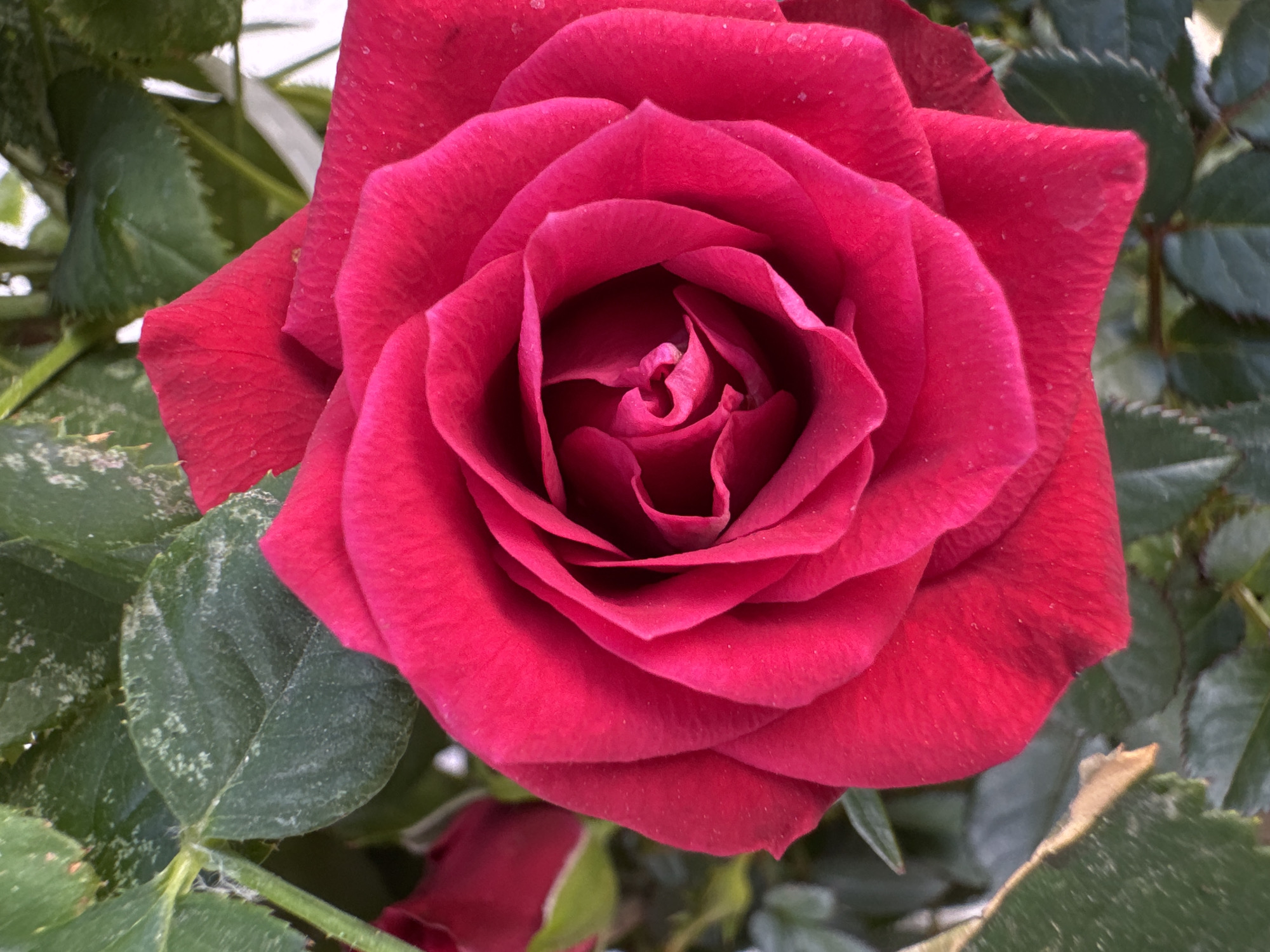 This is a close-up, high-angle shot of a vibrant red rose in bloom. The rose is the central subject, filling most of the frame with its layered petals, which are unfurling from a tightly closed center. The petals are a deep, rich red with subtle variations in shade and texture, and appear to have a velvety finish. Tiny specks of what might be pollen or dust are visible on some of the petals.
Surrounding the rose are its green leaves, which are slightly out of focus, providing a contrast to the sharp detail of the flower. Some of the leaves appear to have a dusty or slightly discolored appearance. The overall setting suggests an outdoor environment, likely a garden, given the presence of foliage and the natural lighting.
The lighting suggests it is daytime, possibly morning or afternoon, with soft light illuminating the rose. There are no people or animals visible. The image does not contain any visible text. The context provided, Vallada, Spain, suggests a Mediterranean climate, which would be conducive to rose cultivation. The image captures the natural beauty and detail of the rose in its environment.