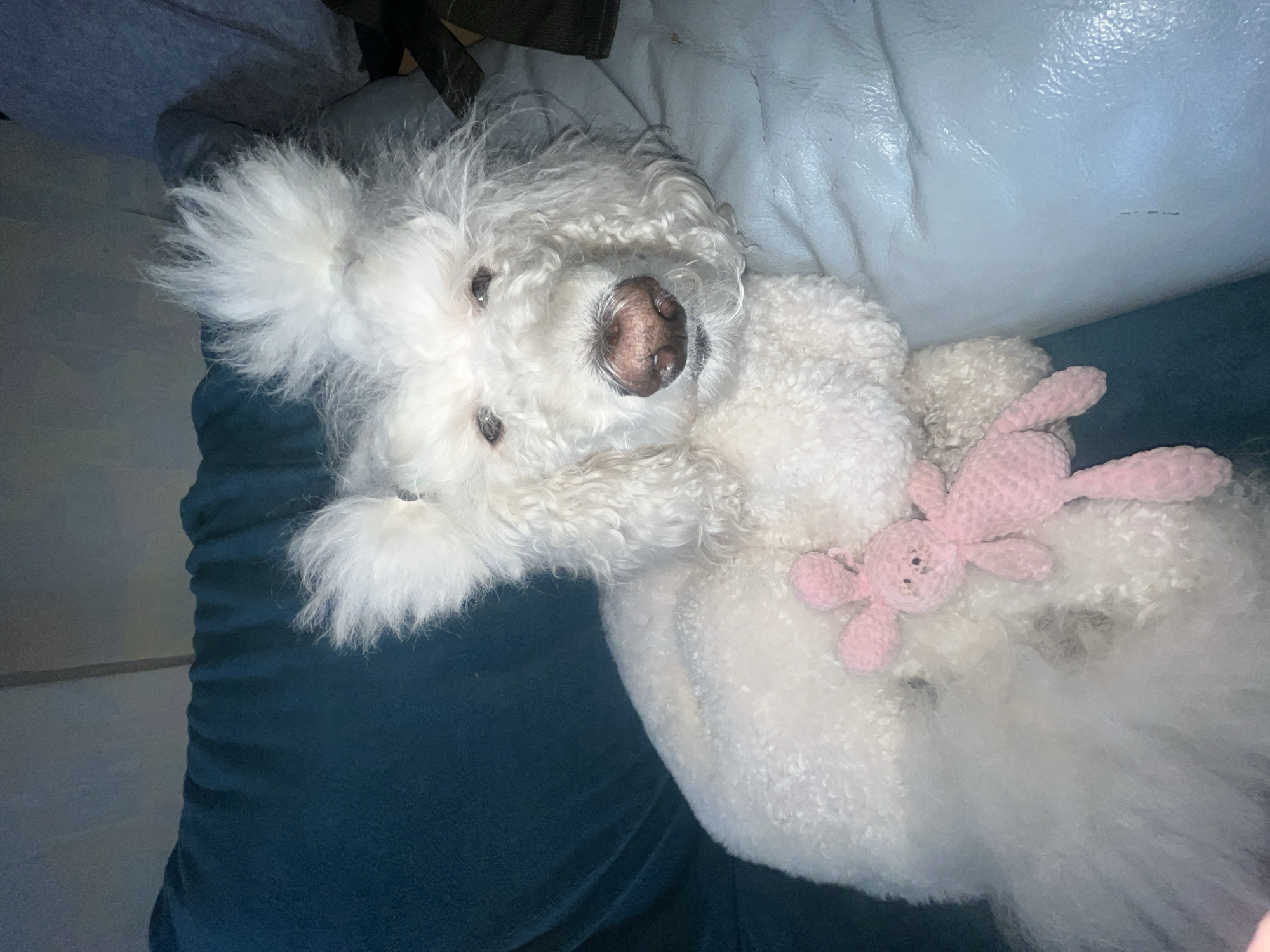 A white, fluffy dog with curly fur lies on a blue-green, plush couch, with a pink plush bunny on its chest. The dog is positioned on its side, facing the camera, with its head tilted. The background consists of a light blue leather-like surface and a dark gray object. The location is unknown.
