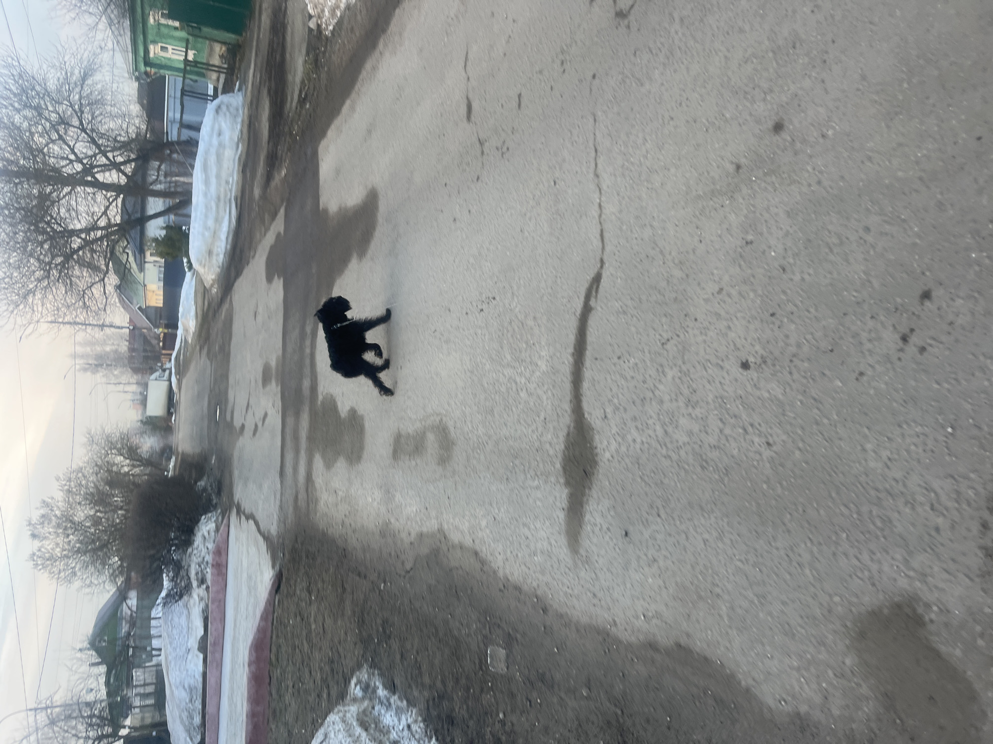The image displays a black, medium-sized dog, resembling a Miniature Schnauzer, wearing a light-colored collar, in motion from right to left across a grey asphalt road. The dog's left front paw is elevated. The road surface shows multiple linear cracks and irregular dark wet patches, indicating moisture. Unpaved dirt shoulders flank the road, containing significant piles of melting snow and exposed earth. On the left, a low red barrier or curb is partially visible next to a large snowdrift. On the right, a light green wooden house with white window frames stands behind snow accumulations. Further into the background, additional residential houses with varying roof colors and styles are visible along the street, interspersed with numerous bare deciduous trees and shrubs. A white box truck is present in the distant background on the right side of the road. The sky is uniformly overcast. The scene depicts a residential street in the city of Podolsk, Russia, characterized by late winter or early spring conditions with residual snow and leafless vegetation.