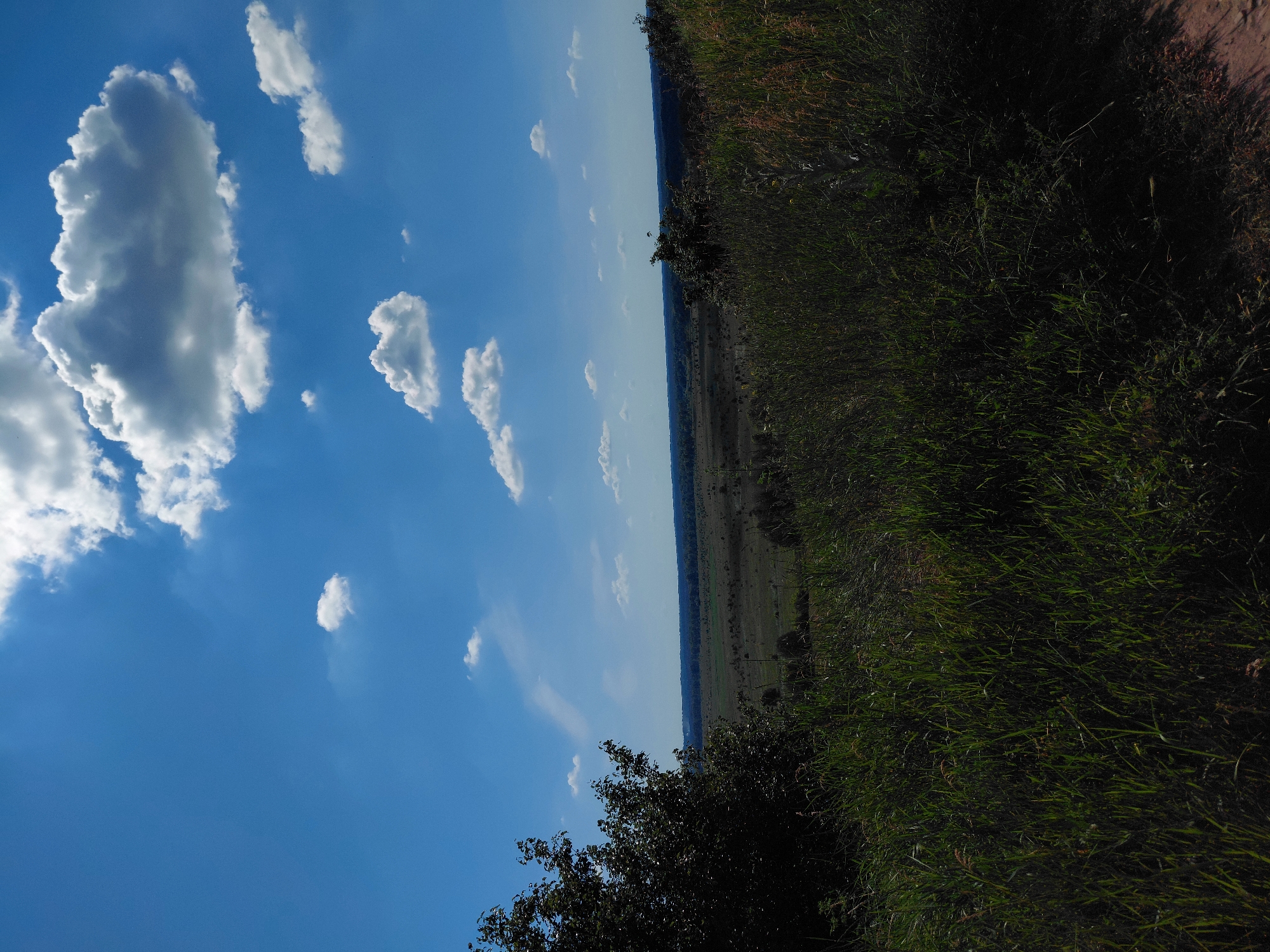 The image depicts a scenic view of a landscape under a bright blue sky with scattered white clouds. In the foreground, tall green grass and some foliage are visible, creating a natural border. Beyond this, the terrain gently slopes down to reveal a wide, open field with sparse vegetation and scattered trees. A distant line of darker, denser trees marks the horizon. The overall impression is one of a serene, natural environment.