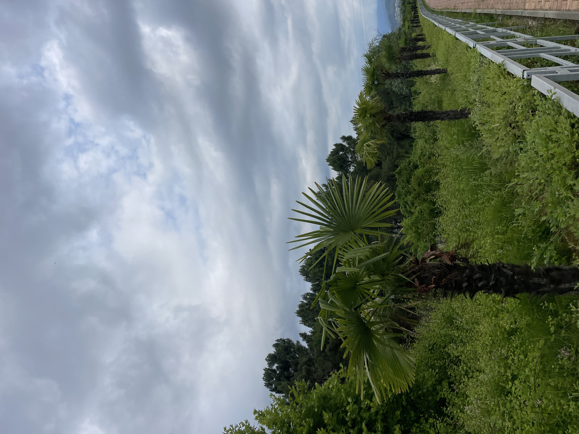 The image depicts a pathway bordered by lush green vegetation and a metal fence, leading into the distance. Several palm trees are planted along the left side of the pathway. In the background, dense trees form a backdrop against a cloudy sky. The pathway itself appears to be paved with reddish bricks and curves gently to the right, suggesting it is a walking or cycling path. The overall scene conveys a serene, natural environment, possibly a park or a recreational area within the city of Sochi, Russia.