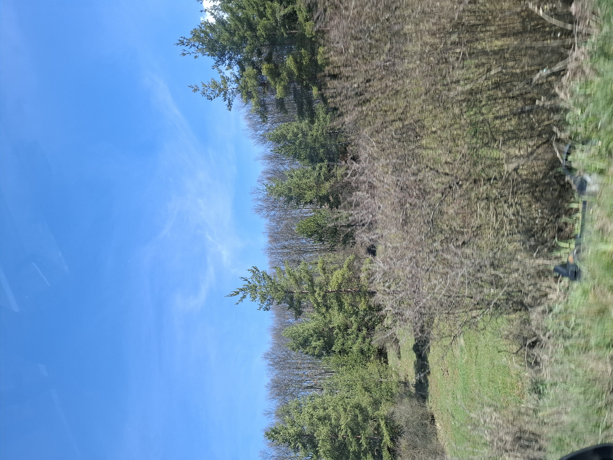 The image depicts a rural scene with a clear, blue sky occupying the left portion. To the right, a dense row of trees stretches along the landscape. Some trees are evergreen, displaying green foliage, while others are deciduous, with bare branches suggesting late autumn or early spring. Ground vegetation, primarily consisting of grass, is visible at the bottom right, slightly blurred. The image suggests movement, possibly taken from a moving vehicle. There is no indication of people or city landmarks to confirm the location within Ponor, Bulgaria. The scene overall conveys a natural landscape.