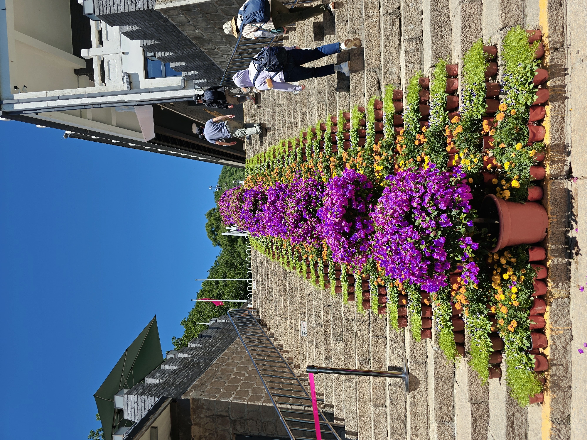 A wide stone staircase ascends a gentle slope under a bright blue sky. The steps are lined on both sides with a vibrant display of potted flowers. Clusters of purple bougainvillea dominate the foreground on the left, while smaller orange and yellow marigolds and green foliage fill numerous pots arranged in rows along the ascent. Several people are walking up the stairs. On the left, a bright pink ribbon is tied to a metal railing. To the right of the stairs, a modern building with white and grey facades and balconies is visible, contrasting with the stone construction and decorative plants. In the distance, lush green trees suggest a natural landscape surrounding the area. The scene appears to be outdoors in a well-maintained public space, possibly a tourist attraction in the Huairou District of China, given the presence of flags that may be associated with the region.