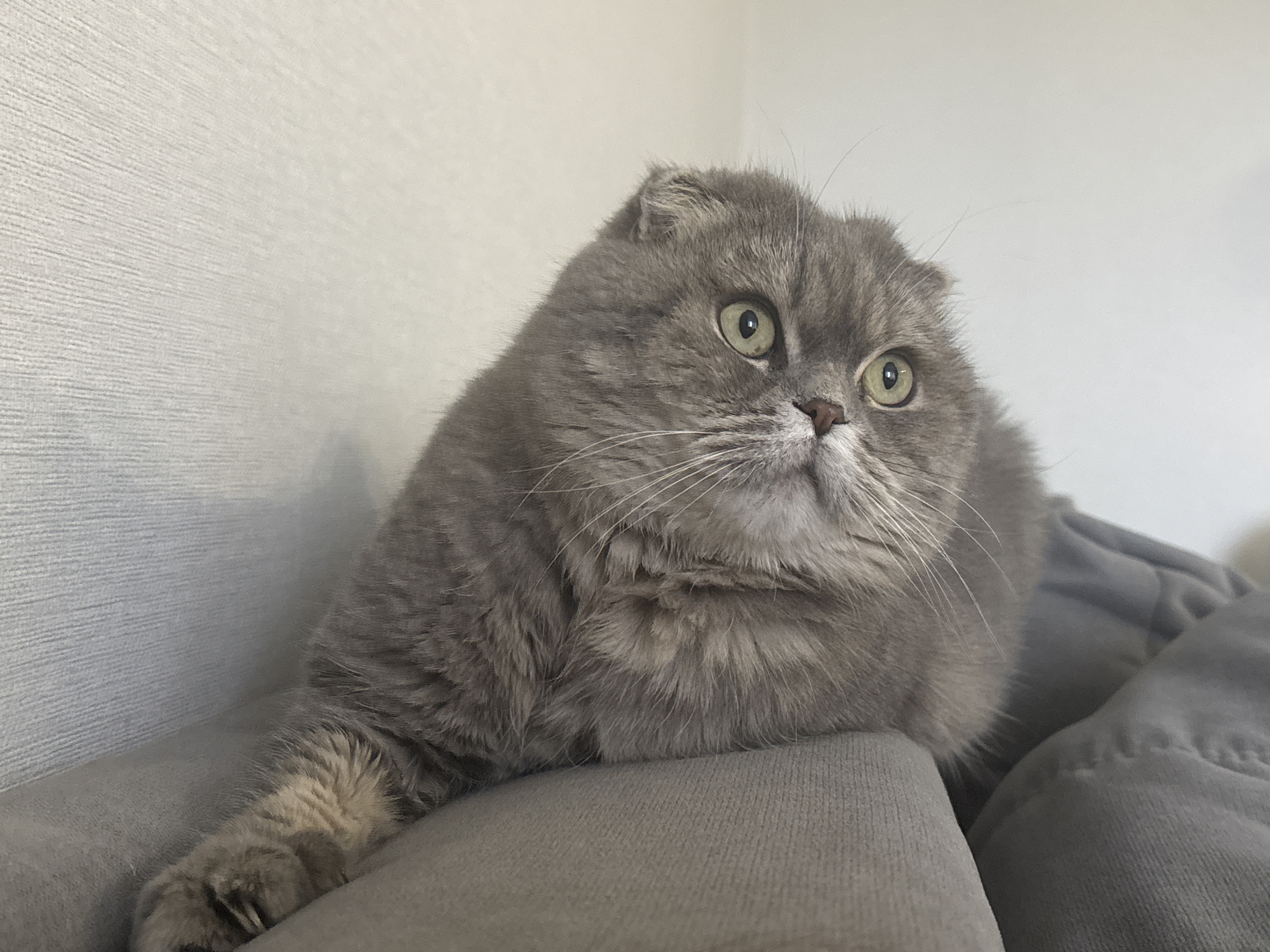 A grey Scottish Fold cat is perched on a grey fabric surface, possibly a couch or bed, in front of a textured, light grey wall. The cat is facing slightly to the right, with its green eyes looking upward and to the right. One paw is extended over the edge of the fabric surface. There is nothing in the scene to suggest that the location is Chaikovsky, Russia.