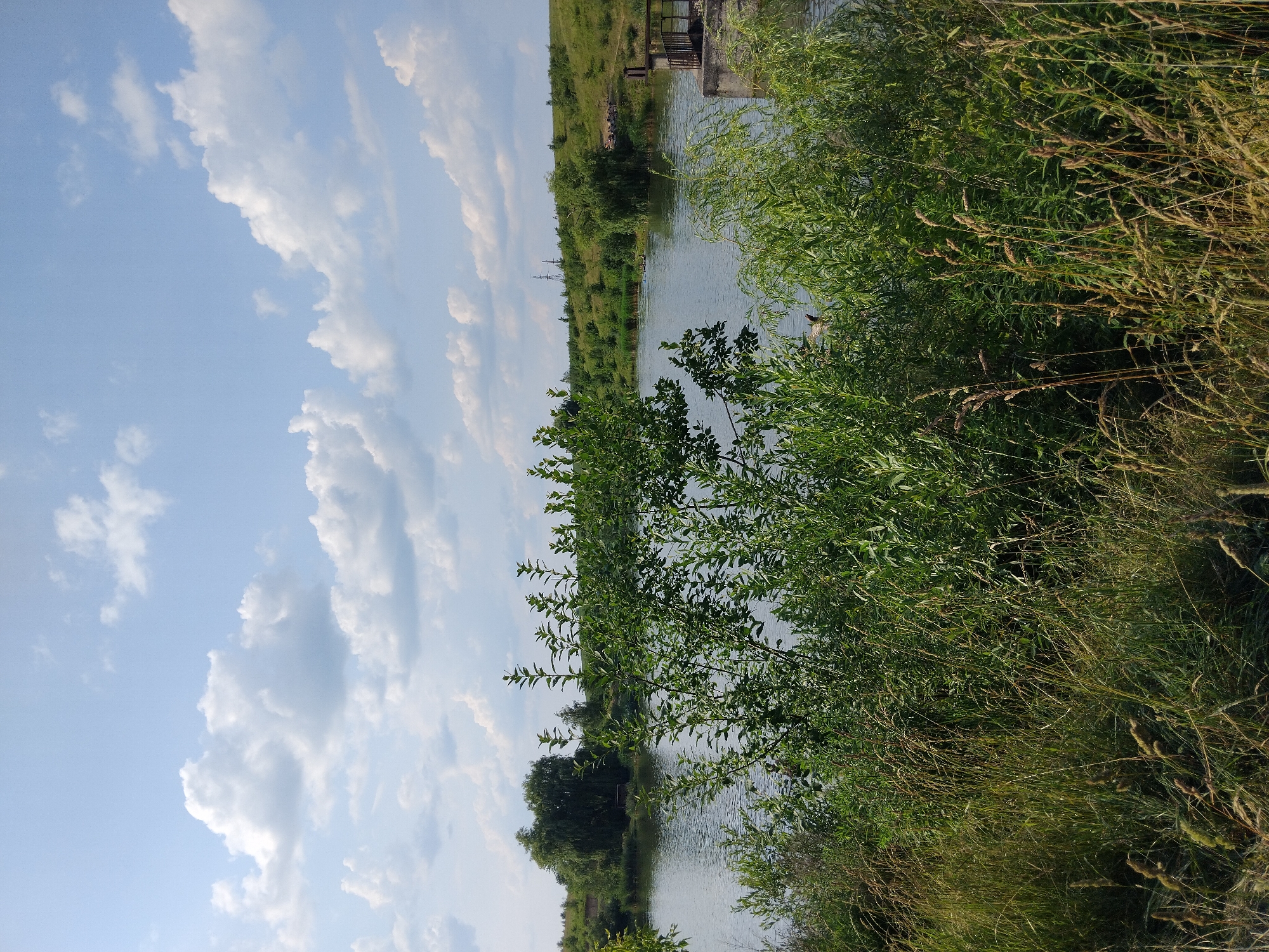 This media file depicts a scenic natural landscape. The scene is dominated by a body of water, likely a river or lake, with the opposite bank lined with lush green vegetation. Tall grasses and trees, some with feathery seed heads, grow densely along the water's edge, creating a natural barrier. In the distance, the land rises gently, covered in more greenery and some scattered trees.
Partially visible in the upper right quadrant is a man-made structure, appearing to be a small dock or platform made of wood and concrete, situated at the water's edge. The sky above is a clear blue, interspersed with fluffy white clouds that are elongated and streaky, suggesting a gentle breeze.
The overall impression is one of tranquility and natural beauty, likely captured on a bright, clear day. The lighting suggests it is daytime, possibly late morning or afternoon. The abundance of green foliage indicates a time of year when vegetation is in full bloom, such as spring or summer. While there are no people visible, the presence of the dock hints at human activity or potential for recreation. The scene conveys a sense of peacefulness, with the still water reflecting the sky and the surrounding greenery. No visible text is present in the image. The location context provided is Antopil, Ukraine.
