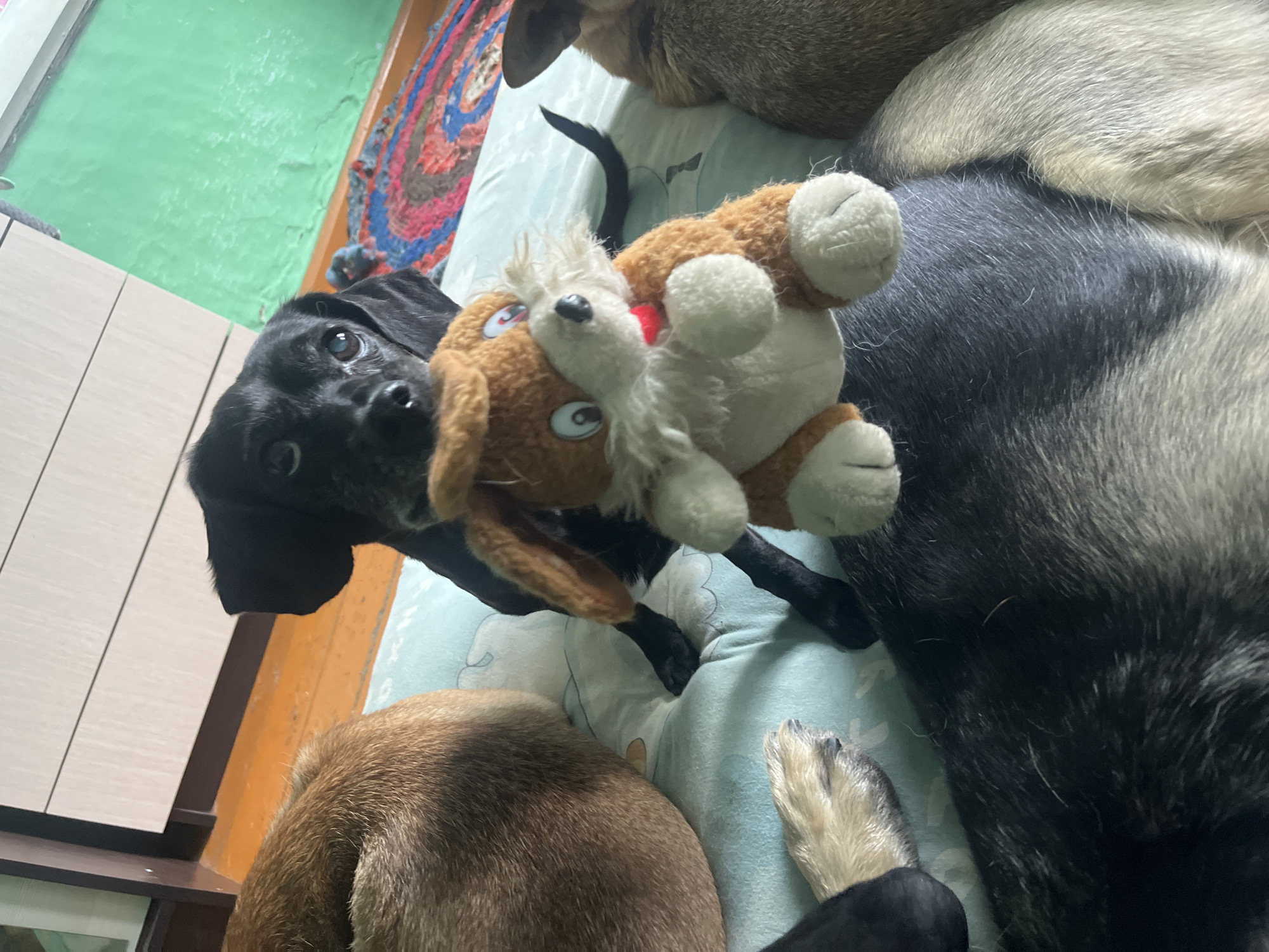 The image displays four dogs lying on a light blue blanket, which appears to be on a floor. A black dog in the center is holding a stuffed toy rabbit with orange and white fur. Another dog with brown fur is curled up to the left of the black dog. The back of a dog with black and gray fur is in the foreground. A fourth dog with light brown fur is visible on the right side of the image. In the background, a wooden cabinet with white doors is partially visible, and a green painted wall is to the right of the cabinet. A colorful rug with red, blue, and brown circular patterns is on the floor behind the dogs. The scene is indoors. The location is not specified in the image.