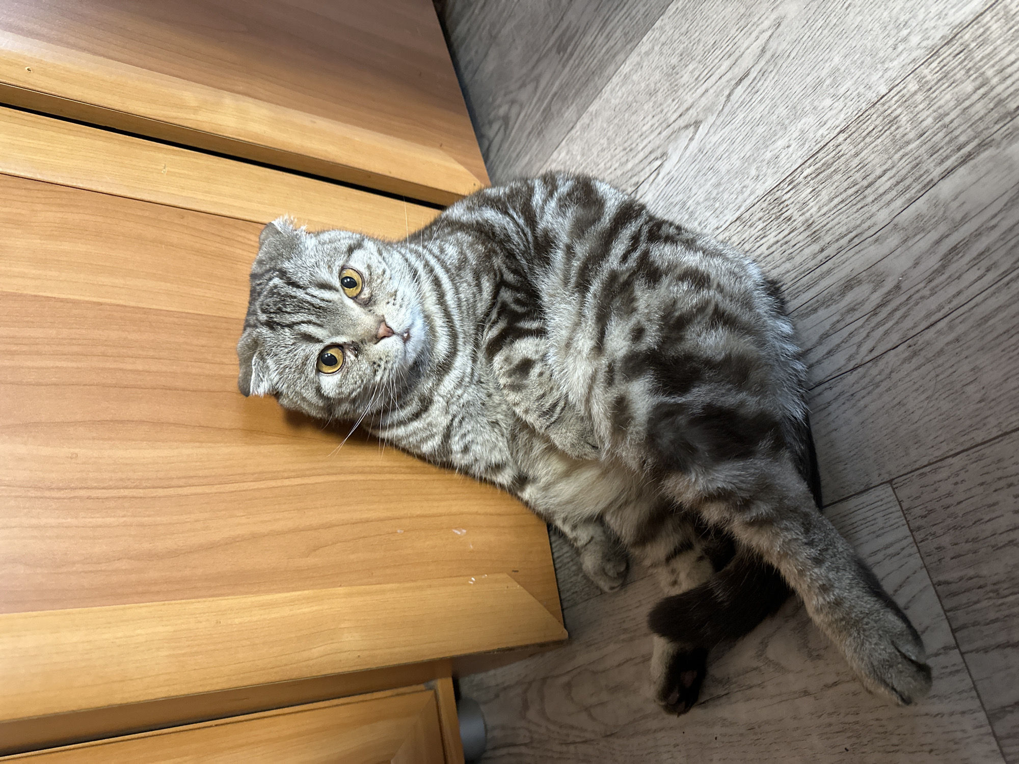 A Scottish Fold cat sits on a light-colored wood floor, leaning against a light brown wooden cabinet. The cat is gray with black stripes and has bright yellow eyes. Its ears are folded down. The cat is facing the camera with its body angled to the right. Its front paws are extended forward, and its tail is curled to its left. The background is a simple wooden cabinet and floor. The lighting is bright and even.