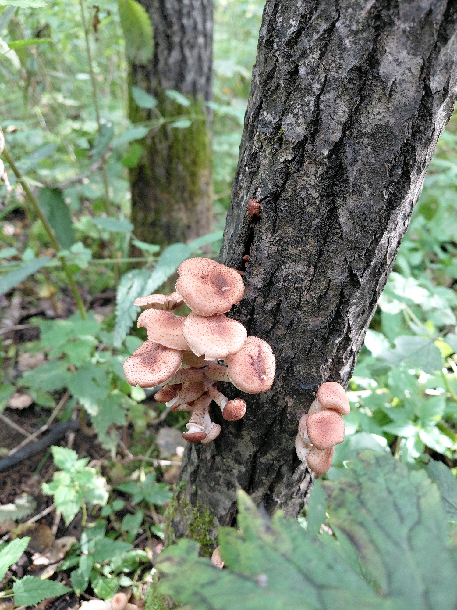 A cluster of honey mushrooms, distinguished by their brownish-pink caps covered in small, darker scales, grows on the rough, dark bark of a tree trunk. The mushrooms are arranged in various stages of development, with some appearing as younger, tighter clusters and others more mature and spread out. The tree trunk is vertical and appears to be in a forest or wooded area, as indicated by the blurred green foliage and other tree trunks in the background. The lighting suggests it is daytime, with dappled light filtering through the leaves. The scene is located in the city of Nikolaevka, Russia.