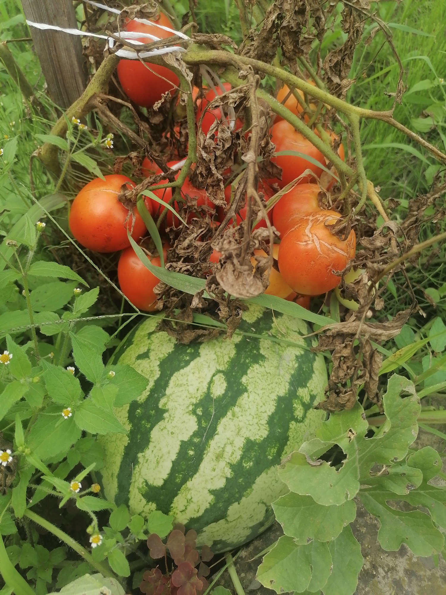 In an outdoor scene located in Novopokrovka, Russia, a ripe watermelon rests amidst a cluster of ripening tomatoes. The watermelon, with its characteristic green stripes, occupies the lower half of the image. Above it, a tangle of tomato plants displays several red tomatoes, some appearing slightly split or damaged. Dried brown leaves and green foliage surround the produce. A weathered wooden post, partially visible on the left, suggests the plants are supported or contained. The surrounding environment is overgrown with green grass and smaller plants with white flowers.