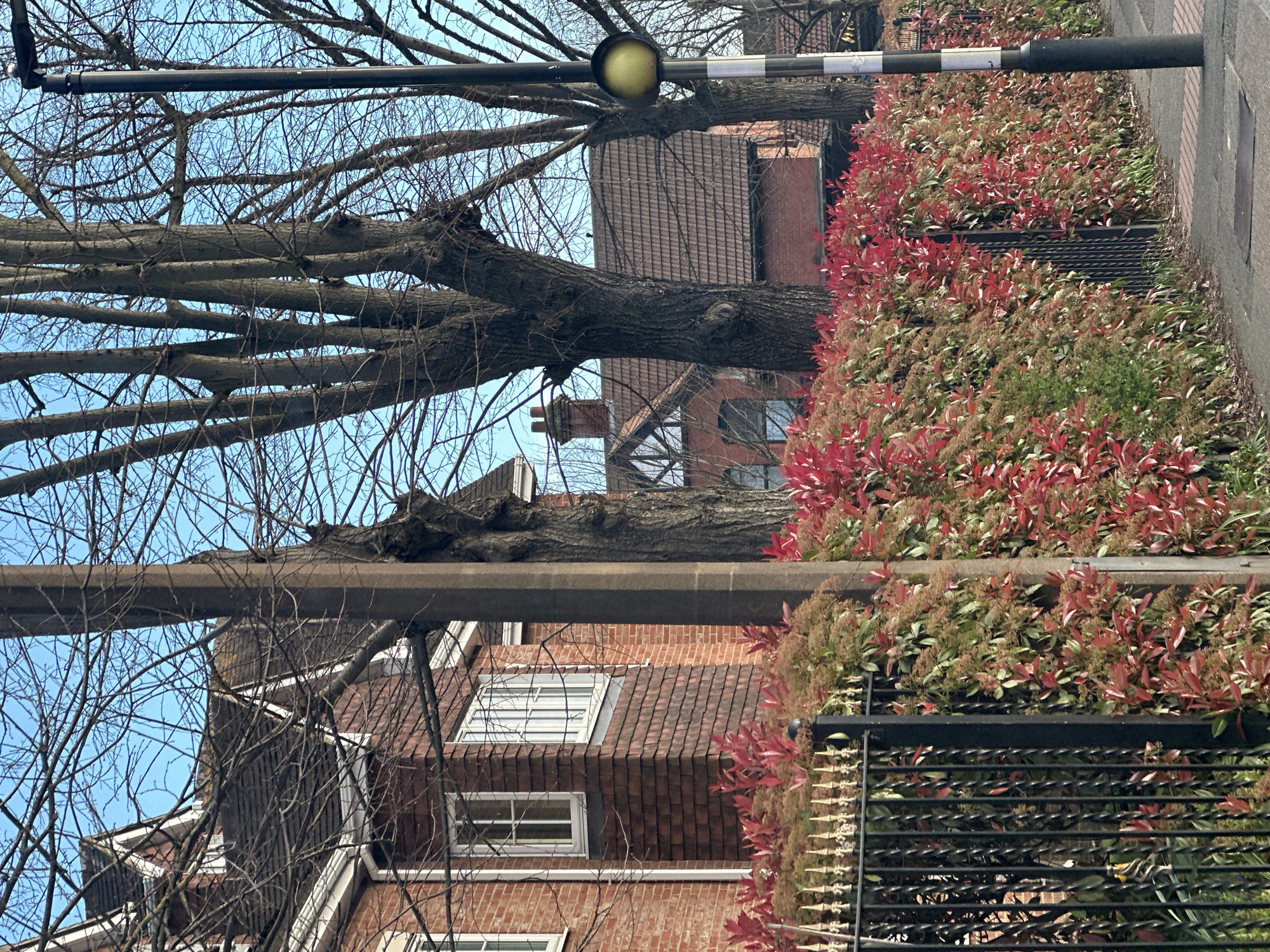 The image displays a static daytime scene of a residential street in London, United Kingdom, characterized by typical British suburban architecture and street furniture, likely during late autumn, winter, or early spring.
In the foreground, a paved sidewalk occupies the bottom portion, leading to a black metal fence topped with golden, pointed finials. Behind this fence, a dense, well-maintained hedge exhibits a mix of vibrant red, green, and brown foliage. To the right, a black pole with two white horizontal stripes near its base supports a circular, illuminated yellow signal lamp, indicative of a pedestrian crossing warning (Belisha beacon). Another thick, grey, possibly concrete, pole stands further left, partially obscured by vegetation.
The midground features the front and side aspects of two-story red brick houses. The closest house on the left has a dark tiled gabled roof with white eaves, white-framed windows, and a prominent bay window section clad in brown shingle-like tiles. Further back, another red brick house with a similar tiled roof and a visible chimney is partially visible, framed by trees.
Several large, mature deciduous trees with thick, gnarled trunks and a dense network of bare branches dominate the upper-midground, partially obscuring the houses and extending into a clear, bright blue sky. No individuals, animals, or vehicles are visible within the frame.