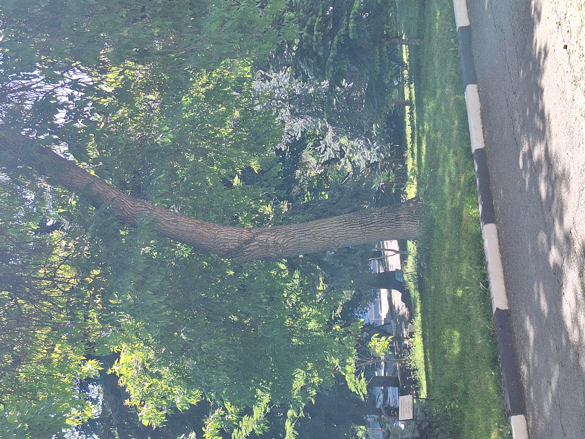 The image shows a tree-lined park area with a paved walkway and curb in the foreground. The park features lush green grass, various trees with dense foliage, and what appears to be a fir tree amongst deciduous trees. In the background, there are hints of buildings and possibly a car, suggesting an urban or semi-urban environment. The lighting indicates it is daytime, with sunlight filtering through the leaves and casting shadows on the pavement. Without specific landmarks or signage visible in the image, it is impossible to determine the exact location within Varna, Bulgaria.