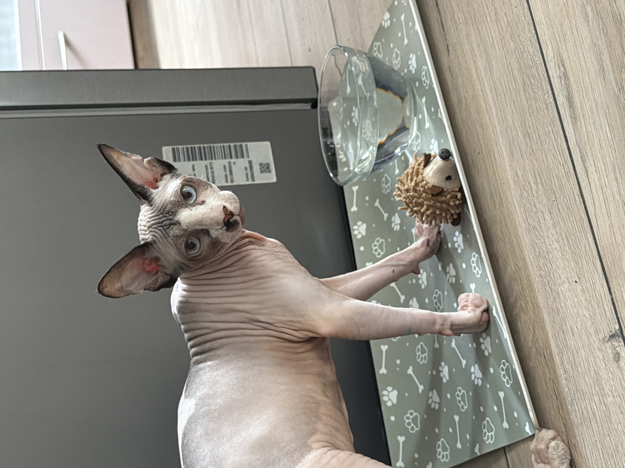 A close-up, slightly angled shot features a Sphynx cat positioned next to a kitchen counter. The cat is hairless, with wrinkled skin and large, expressive eyes, and appears to be looking upwards with a curious expression. One of its paws rests on a gray mat with white paw print and bone designs. Adjacent to the cat, also on the mat, is a glass bowl or vase filled with water and a small, stuffed hedgehog toy. The background includes a light-colored wooden floor and a gray kitchen counter with a barcode label visible on it. The scene is well-lit, emphasizing the details of the cat's skin and the textures of the objects around it.