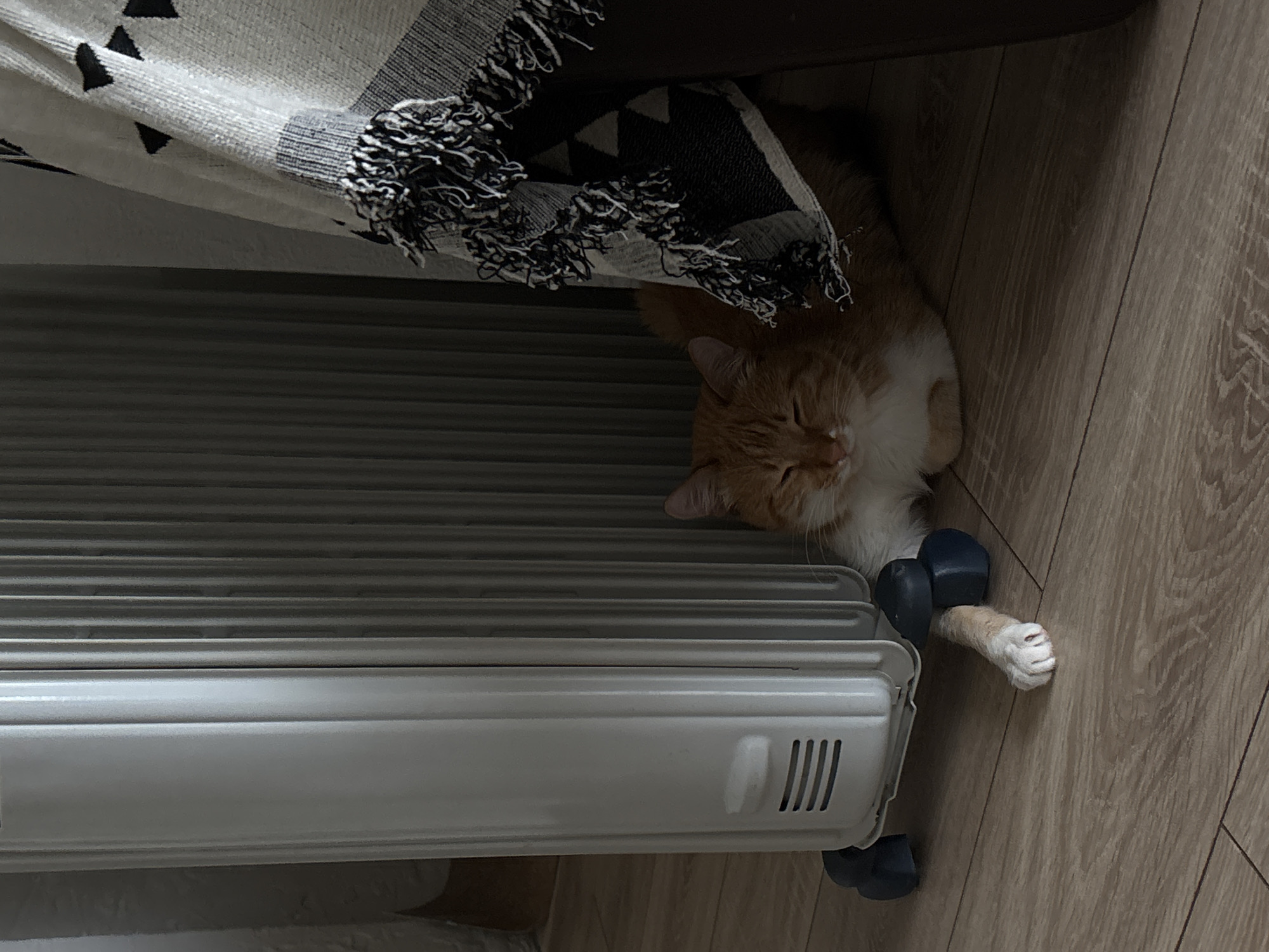 A ginger and white cat lies near a white radiator on a wooden floor, partly covered by a fringed blanket. The radiator is located near a wall in Zheleznogorsk, Russia.