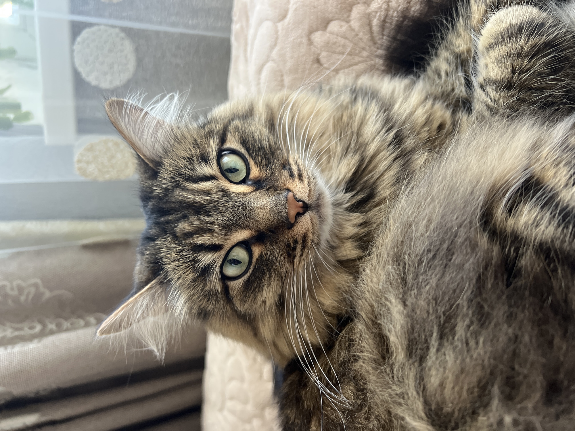 A close-up shot of a long-haired tabby cat lying on its back. The cat's head is tilted, and it is looking at the camera with green eyes. The cat has a pink nose and long white whiskers. The background is blurred and shows a window with a patterned curtain and a beige, textured surface. The cat appears to be indoors. There is no evidence indicating that this image was taken in Chaikovsky, Russia.