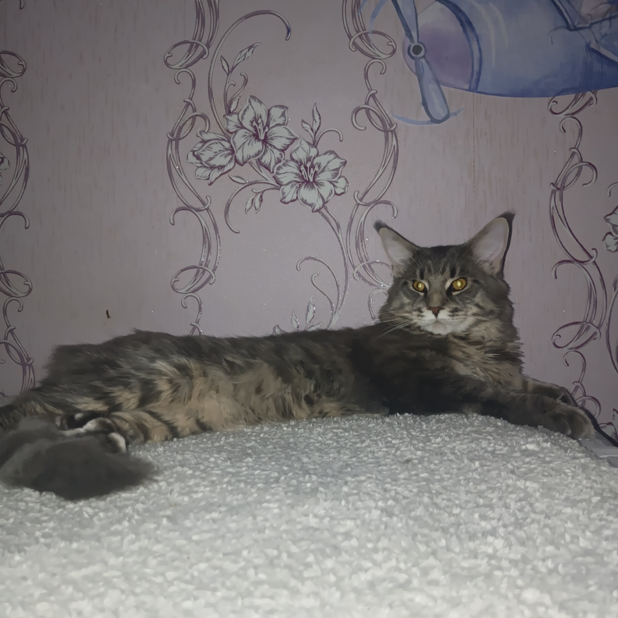 A grey tabby Maine Coon cat is lying on a white, shag-pile rug or cushion. The cat is facing forward with its golden eyes visible. The background is a light purple wallpaper with a decorative floral pattern and a drawing of a blue and white airplane. The location is Chaikovsky, Russia.